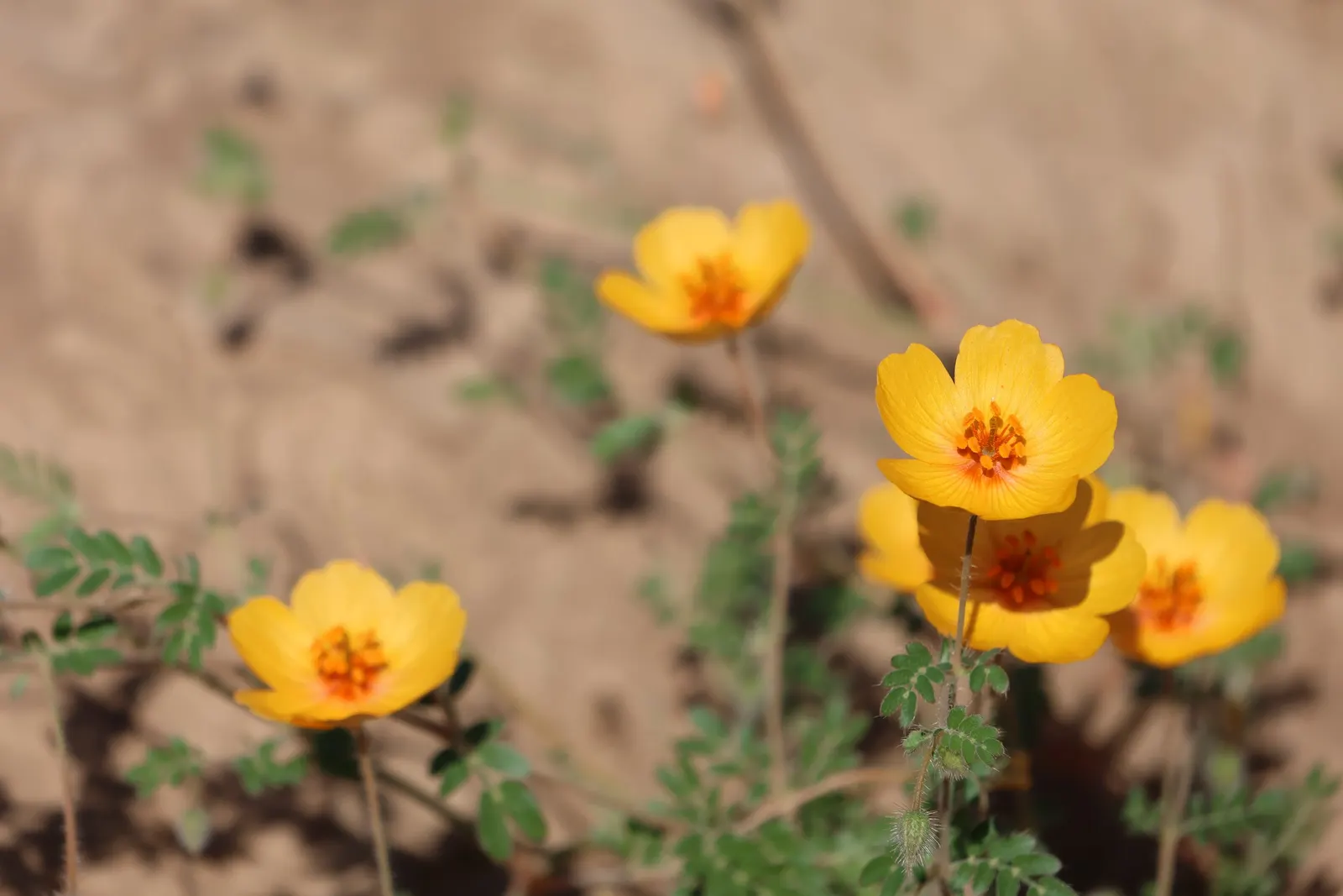 Arizona Poppy (Kallstroemia Grandiflora) — Blooming in summer to fall