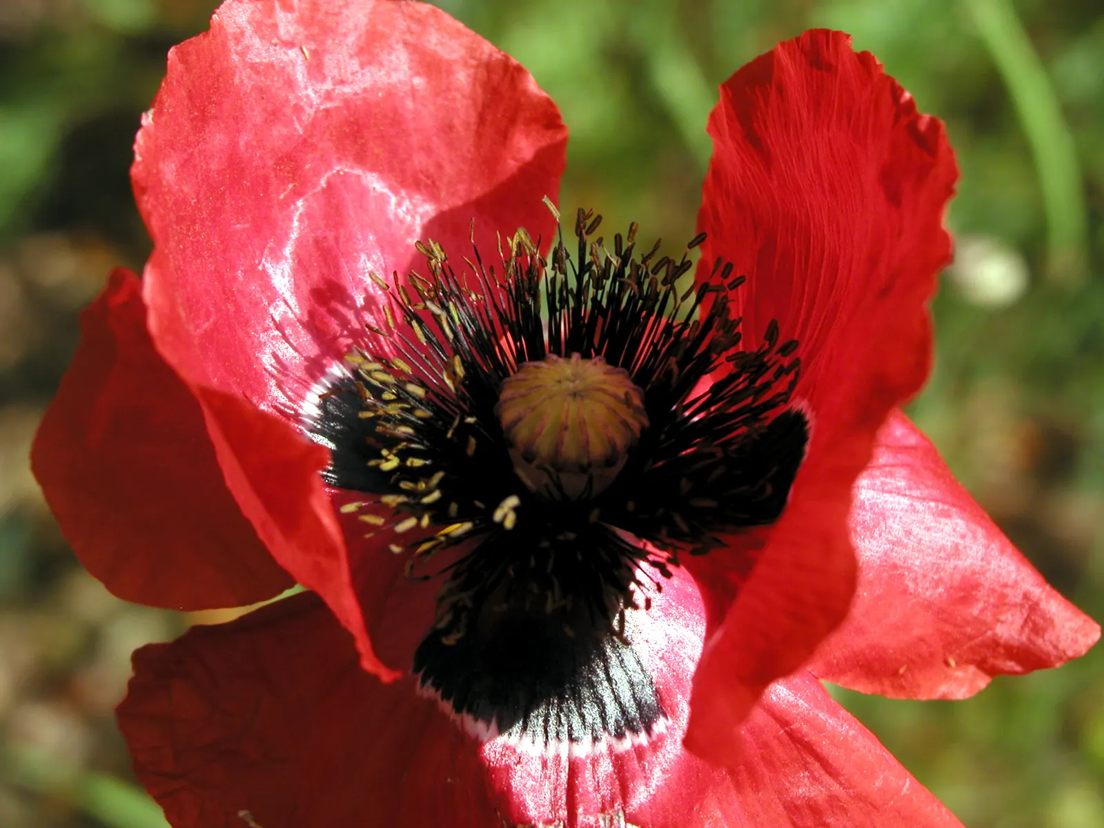 Arizona Poppy (Kallstroemia Grandiflora) — adding vivid orange-yellow blooms up to 2 inches across; arid climate where it naturally