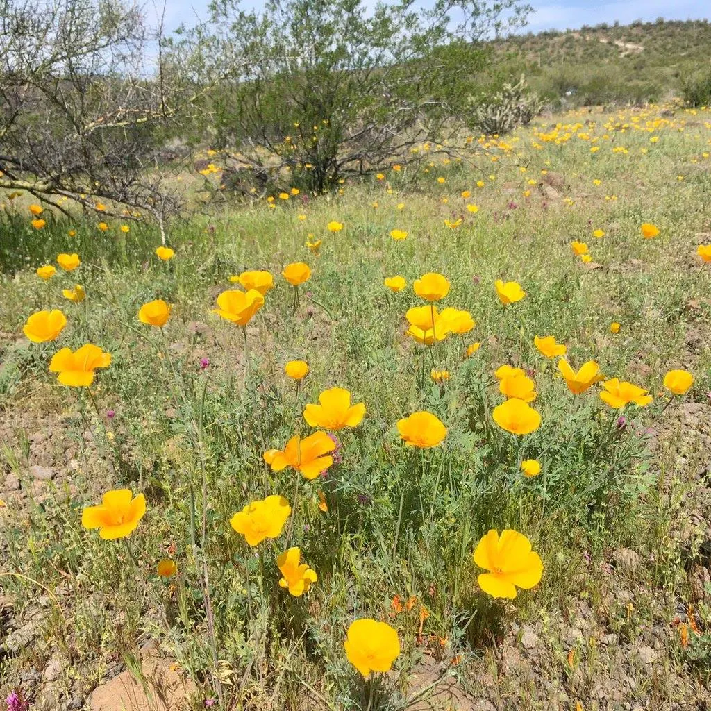 Arizona Poppy (Kallstroemia Grandiflora) — the Arizona Poppy can cover vast areas; this annual herbaceous plant can spread to 2-3 feet, with fern-like foliage