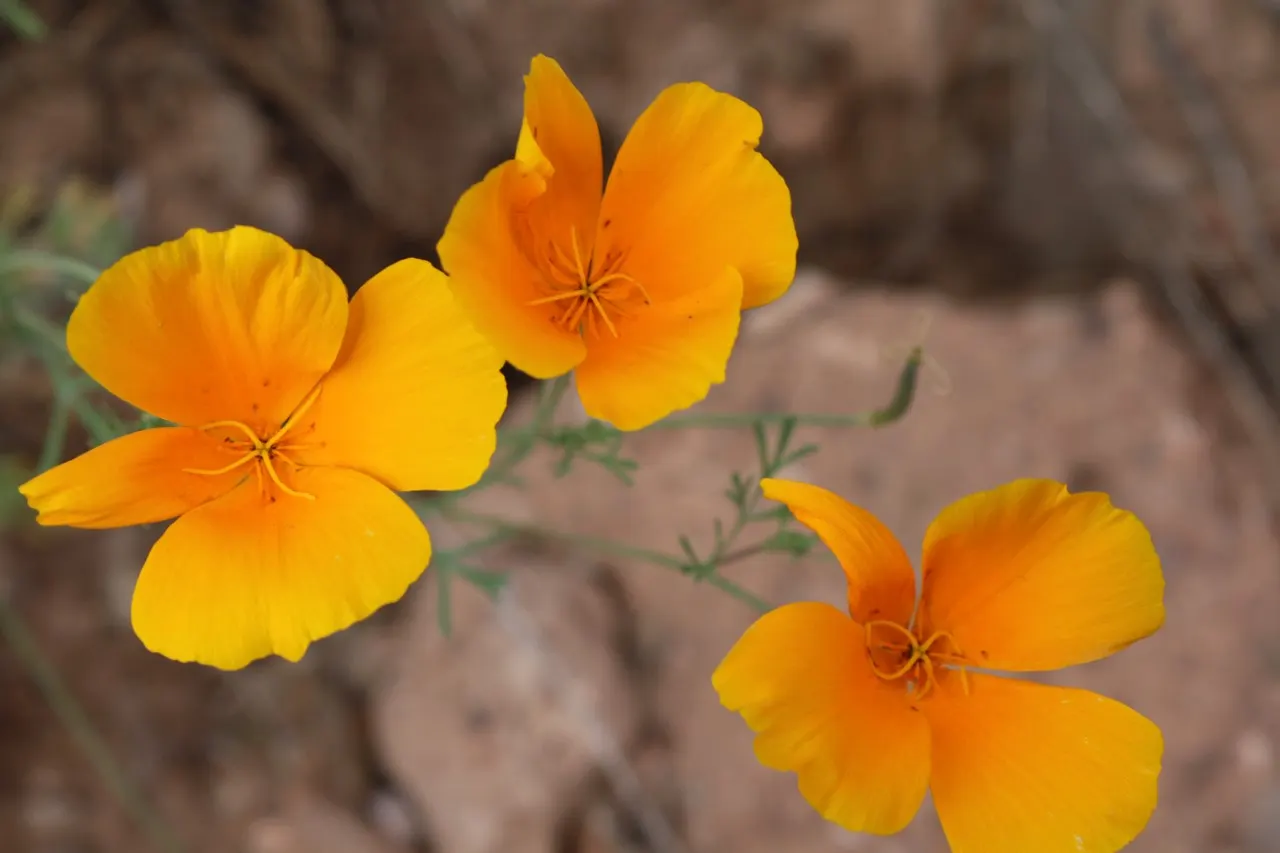 Arizona Poppy (Kallstroemia Grandiflora) — annual for full