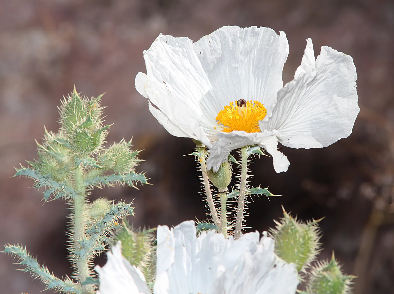 Arizona Poppy (Kallstroemia Grandiflora) — Blooming in summer to fall; annual with yellow blooms
