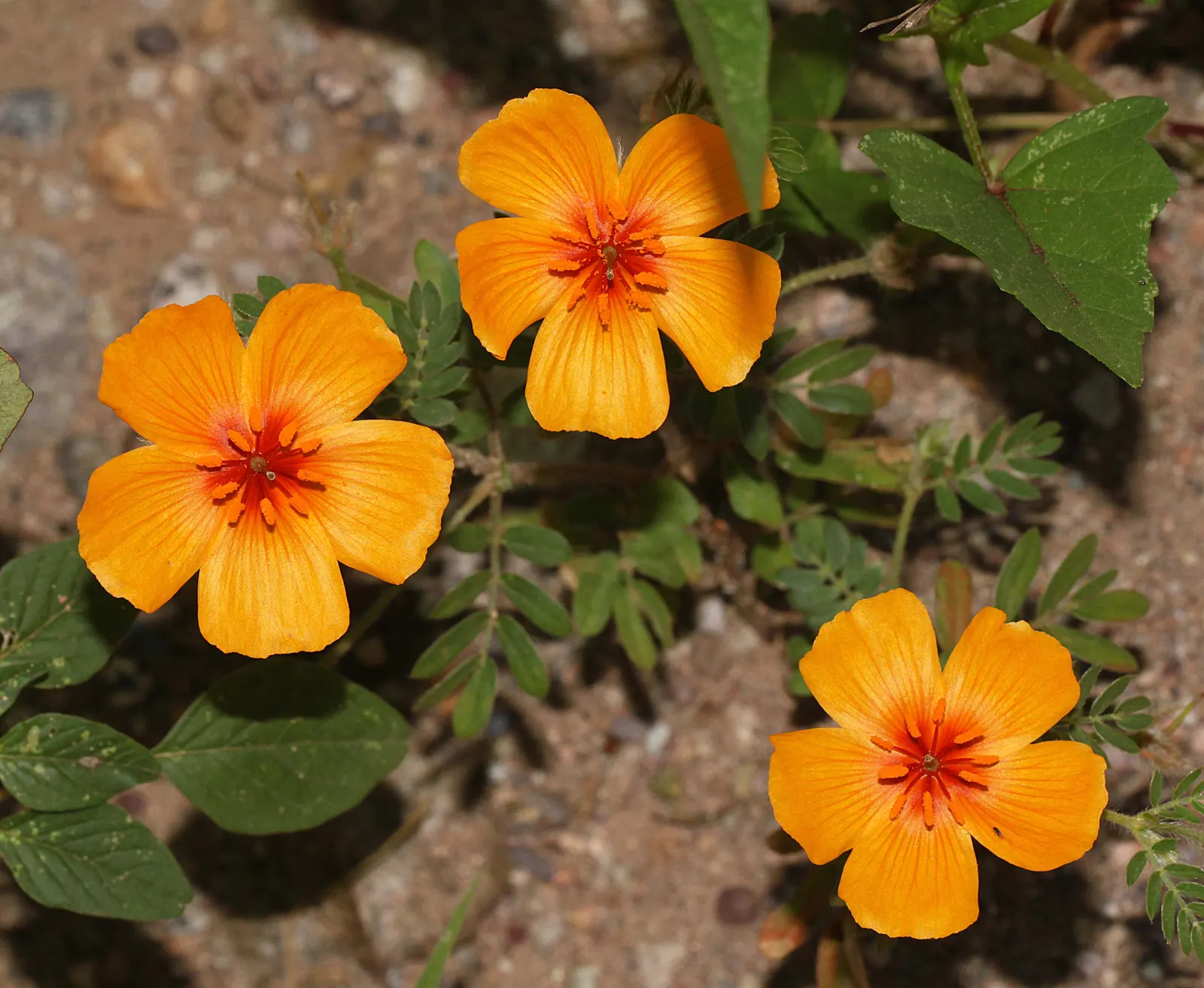 Arizona Poppy (Kallstroemia Grandiflora) — The foliage consists of compound leaves; the flowers open in the morning and close by midday
