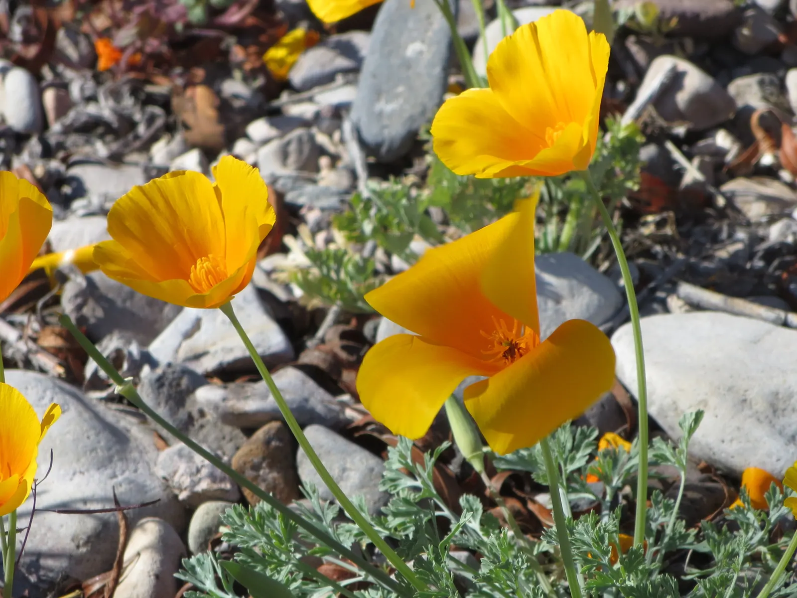 Arizona Poppy (Kallstroemia Grandiflora) — Kallstroemia grandiflora is an ideal selection