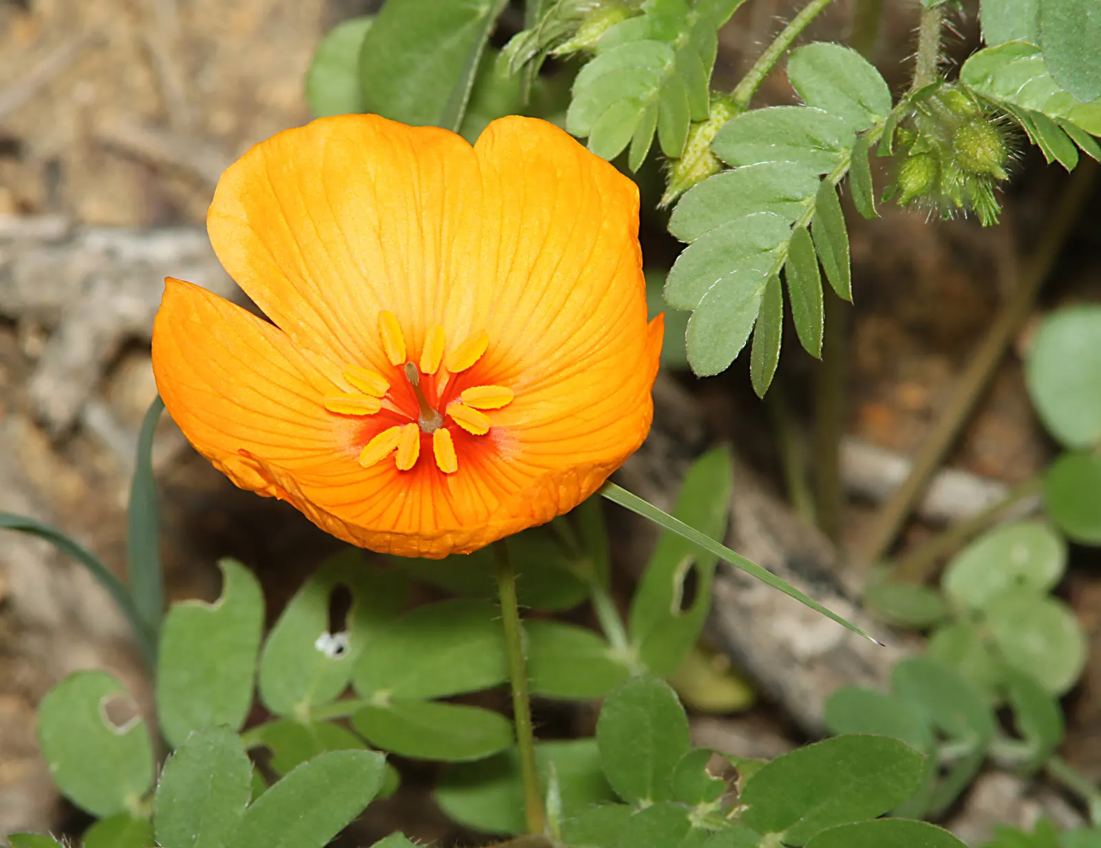 Arizona Poppy (Kallstroemia Grandiflora) — and its heat tolerance makes it an excellent choice for the warm; the Arizona Poppy boasts large yellow to orange