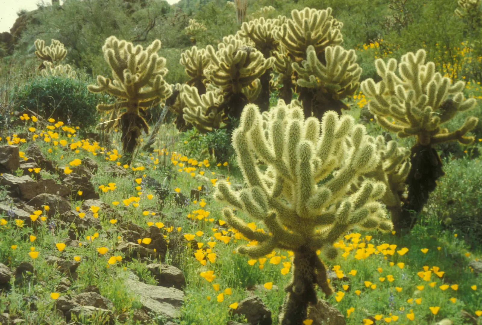 Arizona Poppy (Kallstroemia Grandiflora) — providing a low-maintenance