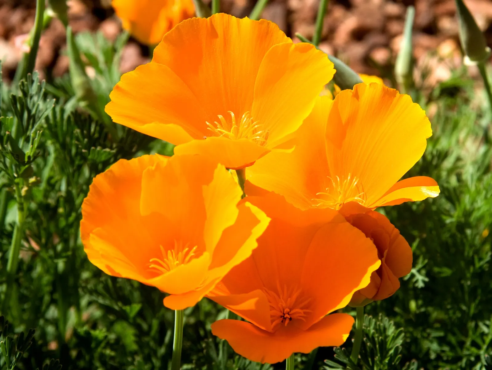 Arizona Poppy (Kallstroemia Grandiflora) — Minimal water requirements once established make it an excellent choice for water-wise gardening