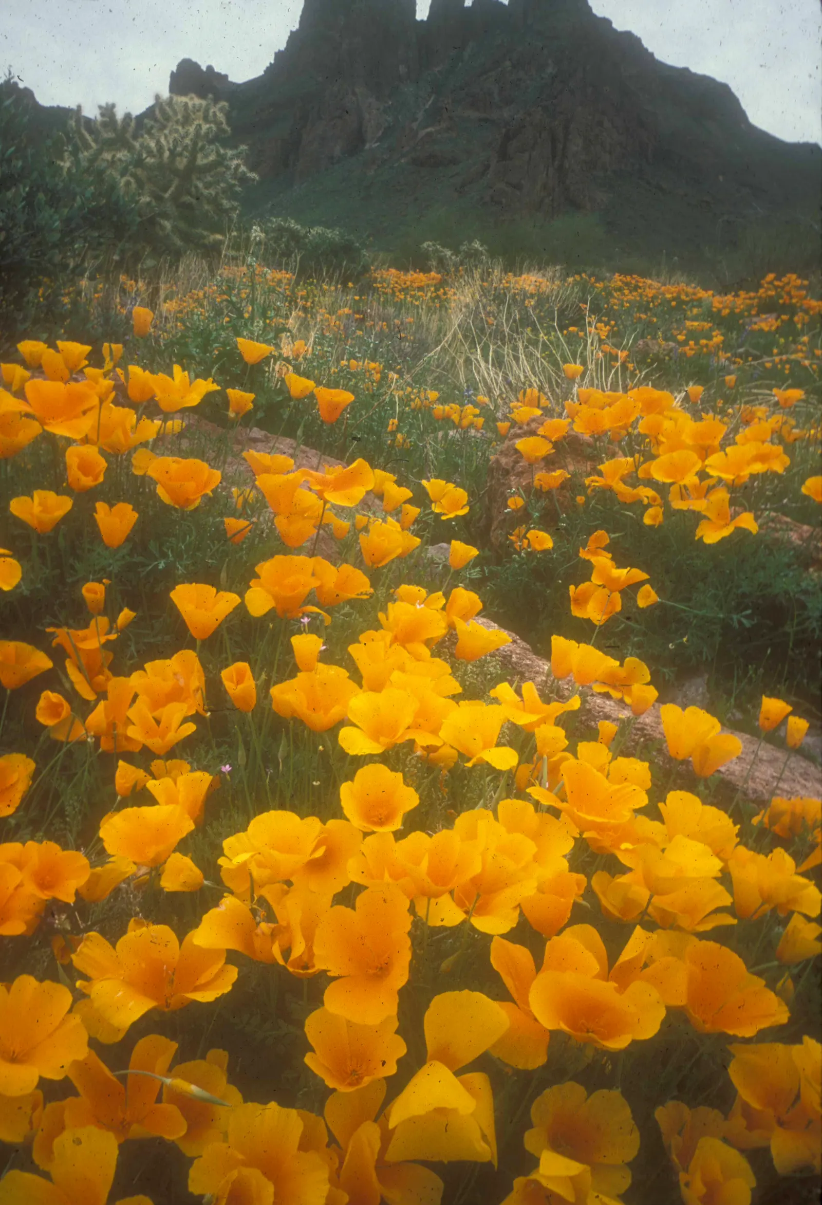Arizona Poppy (Kallstroemia Grandiflora) — The foliage consists of compound leaves