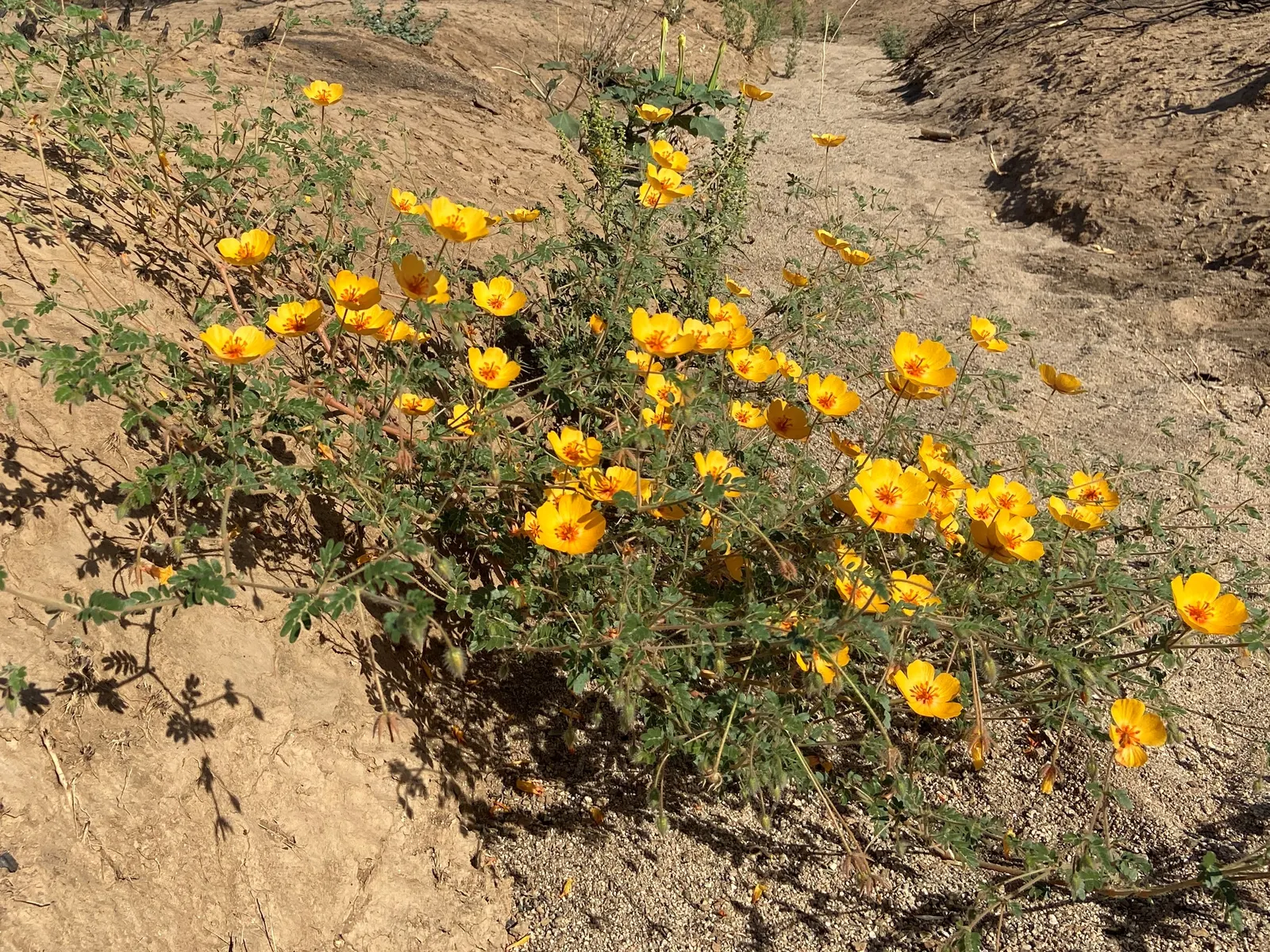 Arizona Poppy (Kallstroemia Grandiflora) — and its heat tolerance makes it an excellent choice for the warm
