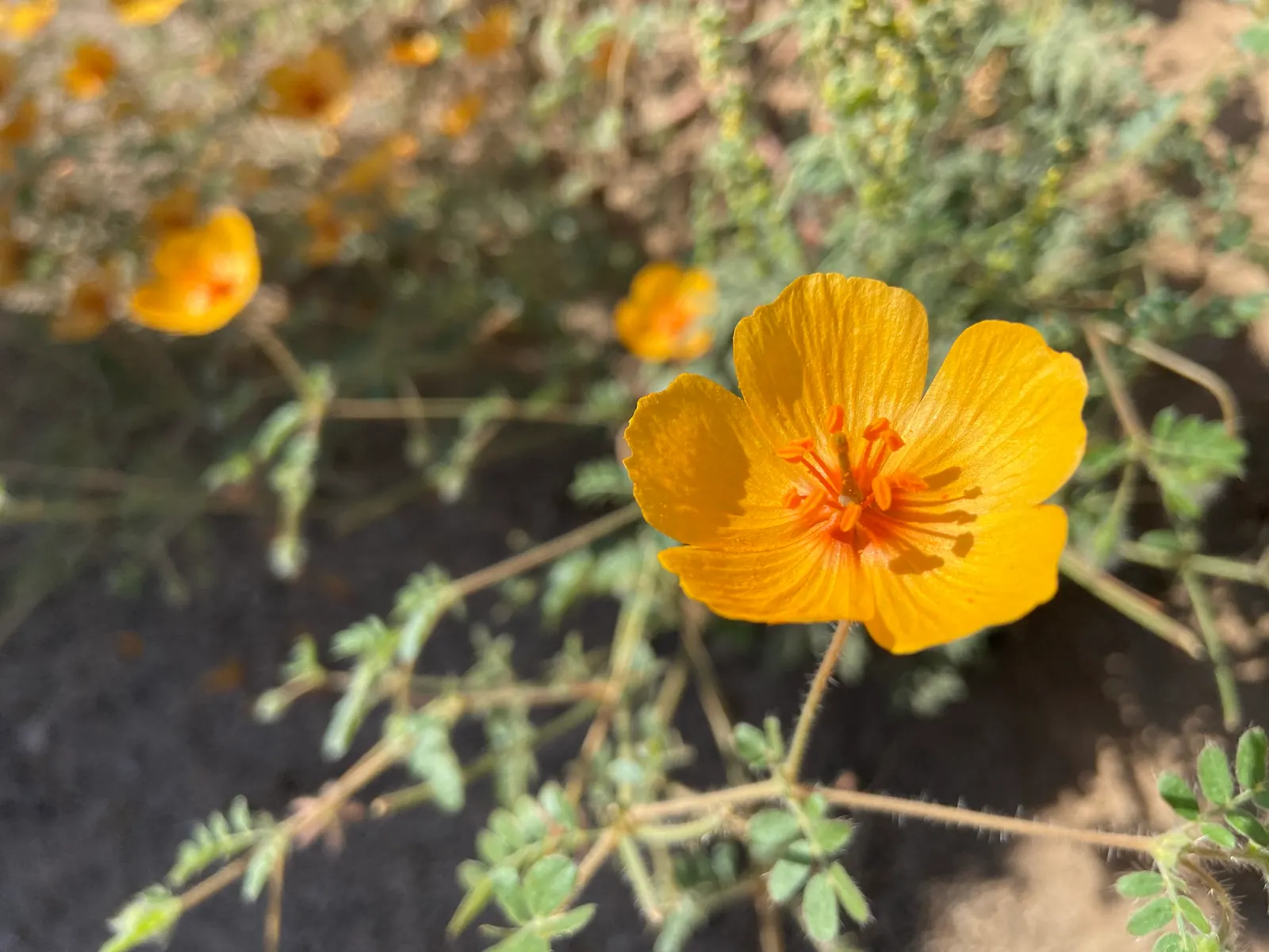 Arizona Poppy (Kallstroemia Grandiflora) — the Arizona Poppy can cover vast areas
