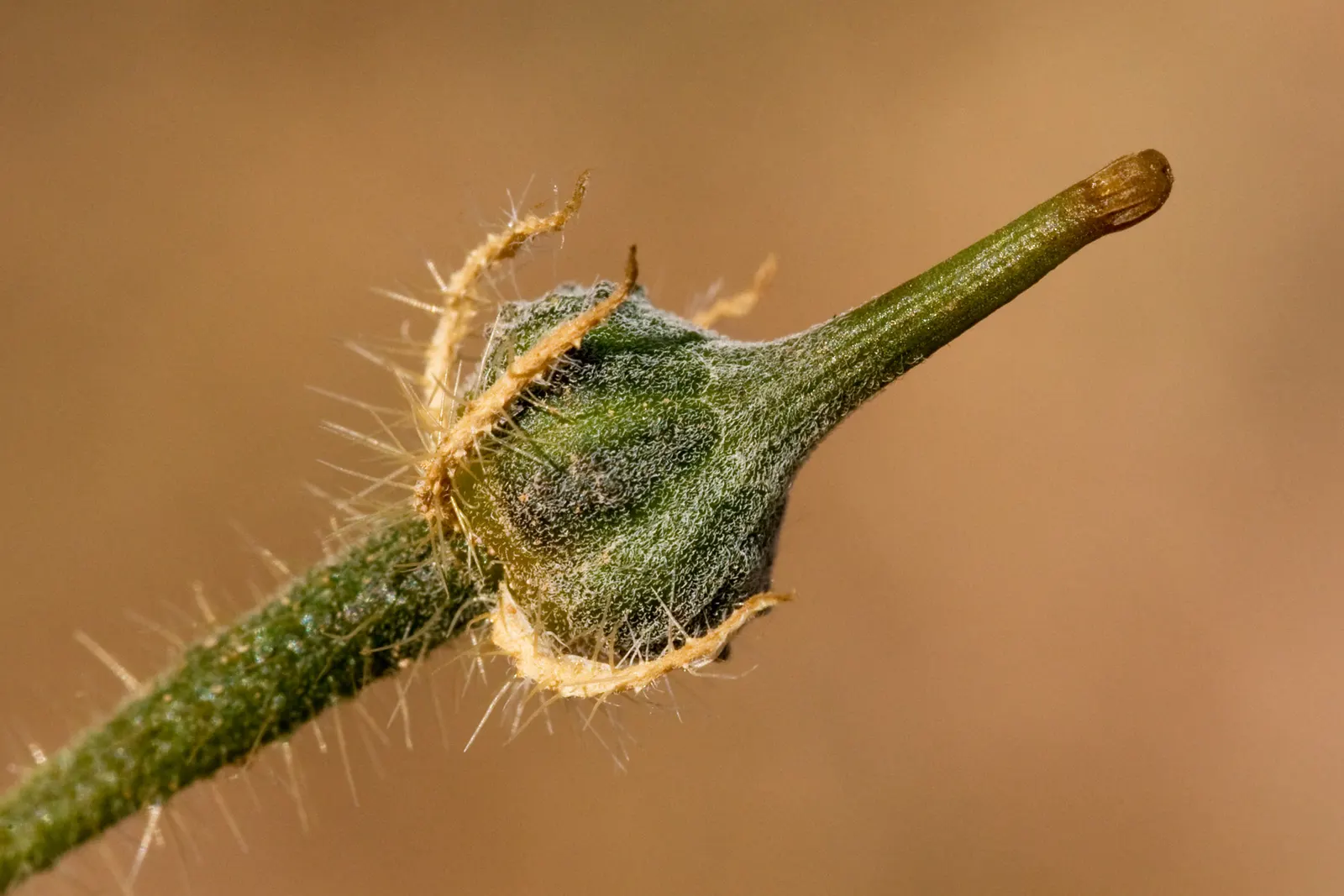 Arizona Poppy (Kallstroemia Grandiflora) — providing a low-maintenance; reaching a height of approximately 4 to 18 inches and spreading 12 to 24 inches wide