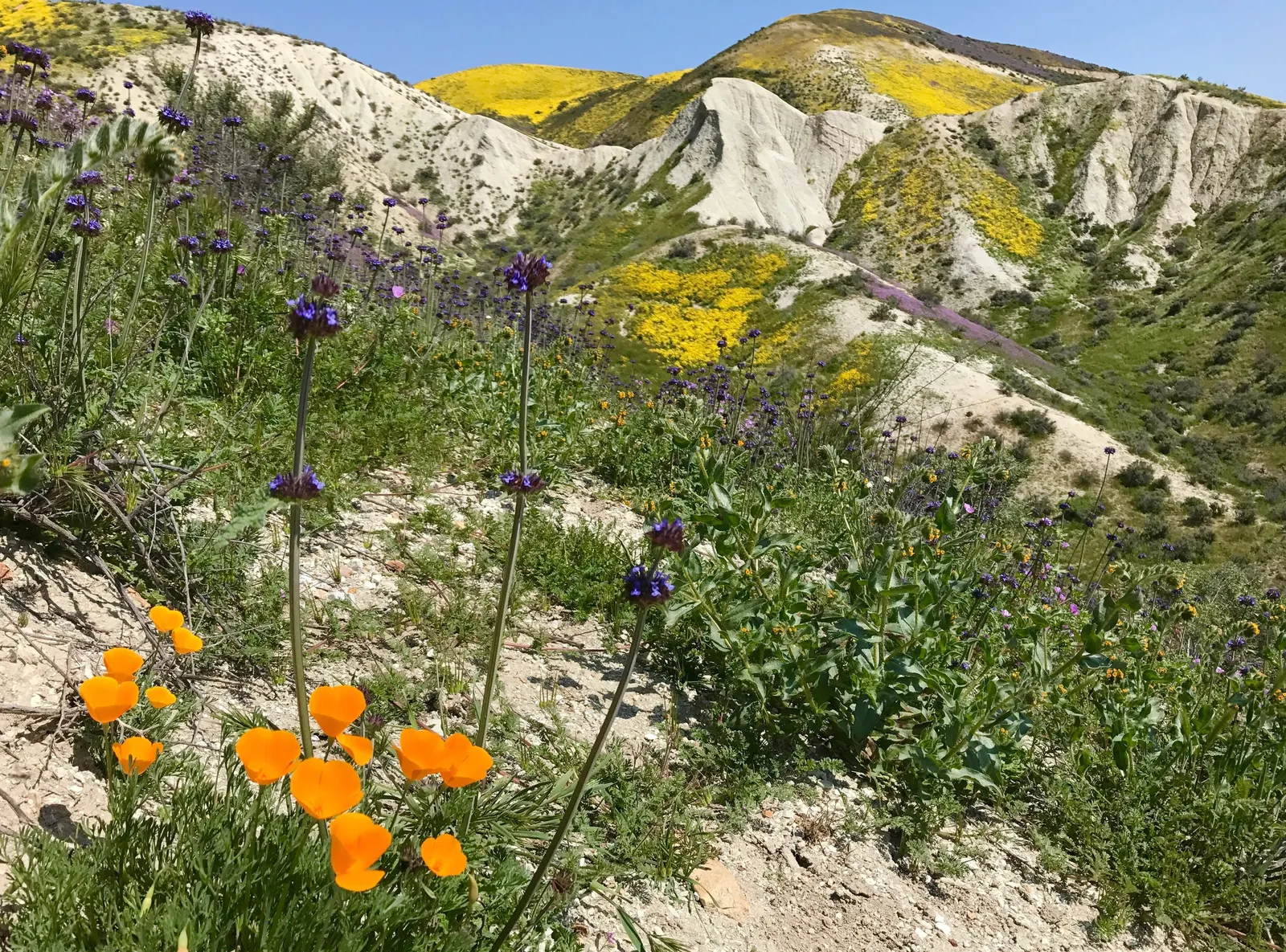 Arizona Poppy (Kallstroemia Grandiflora) — scientifically referred to as Kallstroemia grandiflora; thrives in full sun and well-drained soils