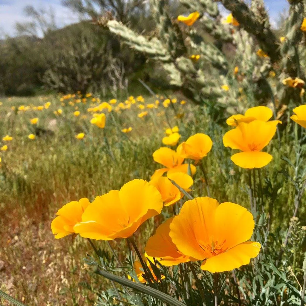 Arizona Poppy (Kallstroemia Grandiflora) — reaching a height of approximately 4 to 18 inches and spreading 12 to 24 inches wide; and its heat tolerance makes