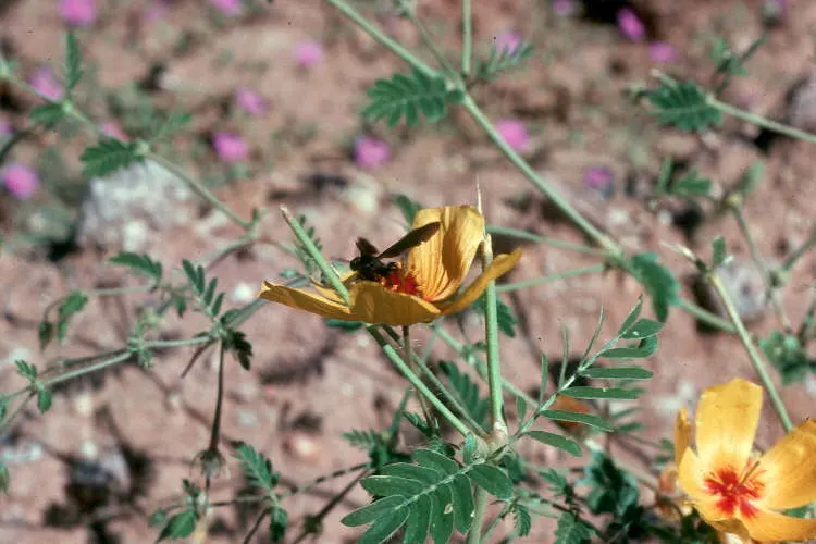 Arizona Poppy (Kallstroemia Grandiflora) — This annual herb thrives in USDA hardiness zones 9-11