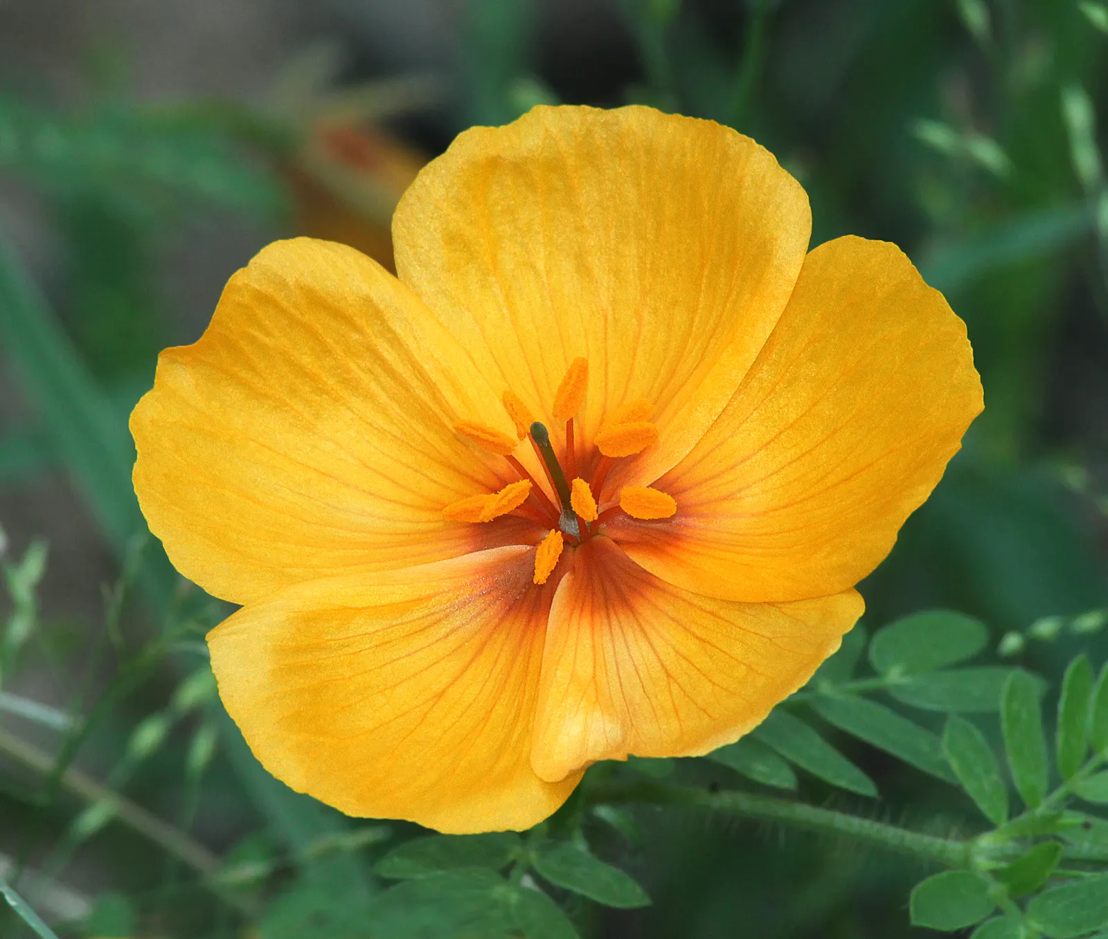 Arizona Poppy (Kallstroemia Grandiflora) — This annual herbaceous plant can spread to 2-3 feet, with fern-like foliage offering lush ground cover