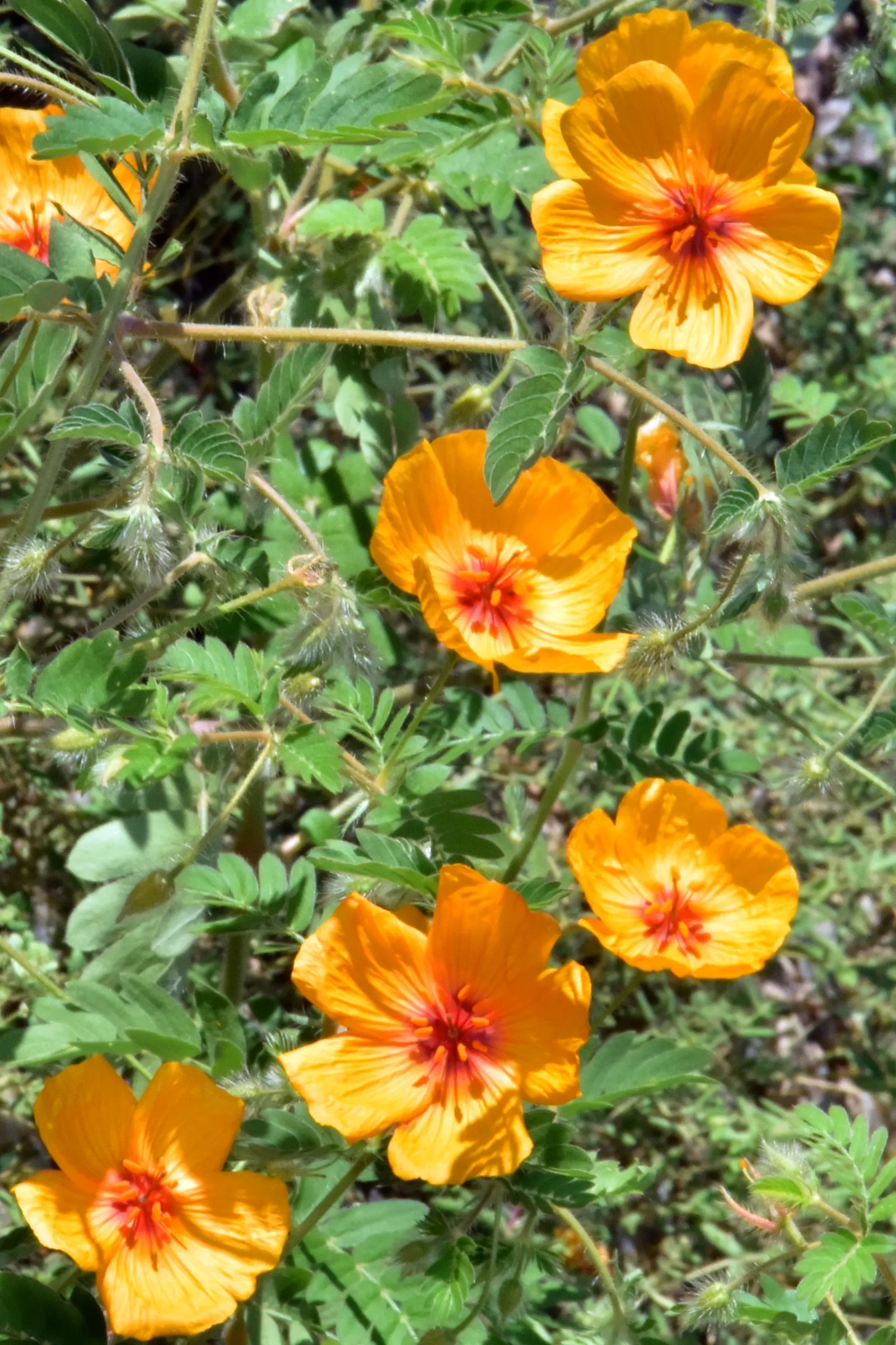 Arizona Poppy (Kallstroemia Grandiflora) — adding vivid orange-yellow blooms up to 2 inches across
