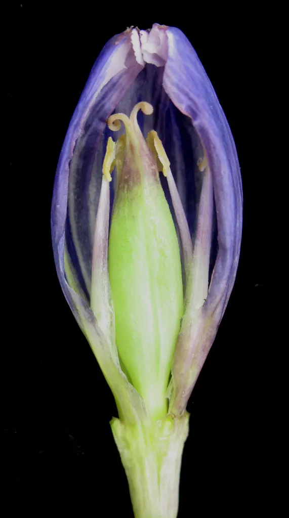 Bottle Gentian (Gentiana Andrewsii) — deep blue to purplish flowers; its non-aggressive stature and slow growth habit make it an excellent companion to other