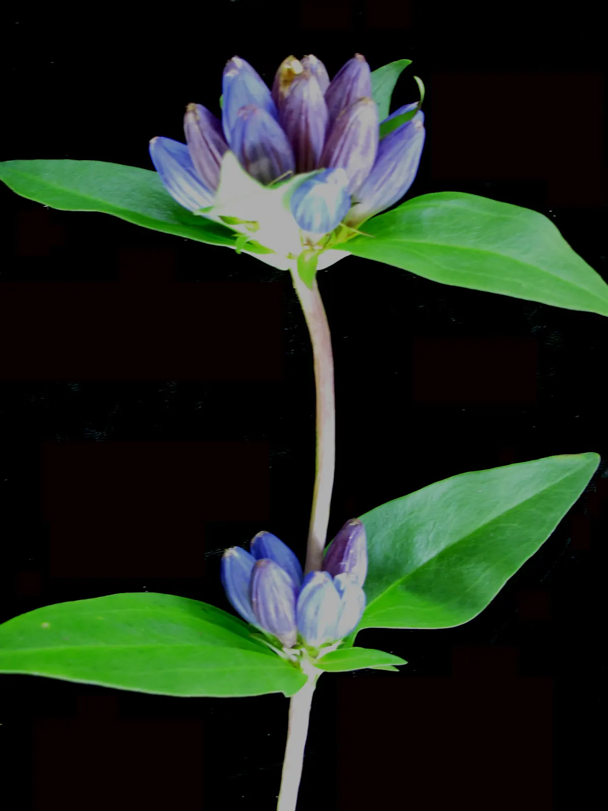 Bottle Gentian (Gentiana Andrewsii) — blue flowers in the garden