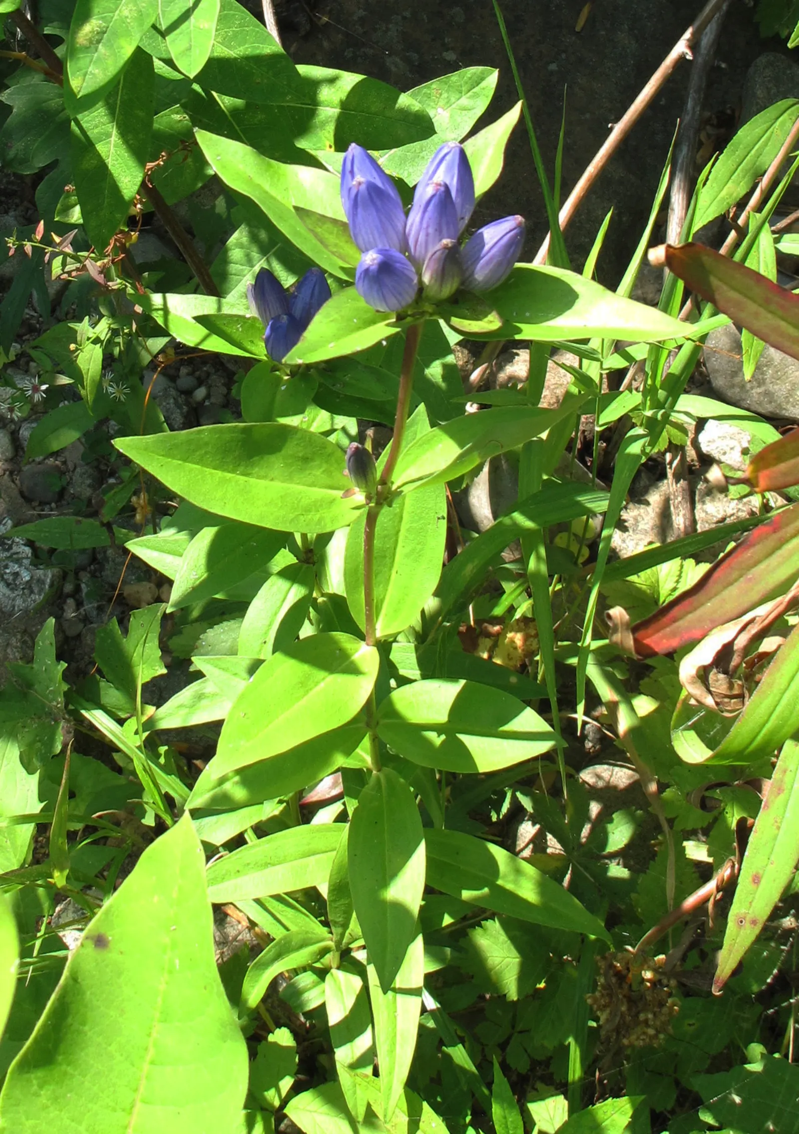 Bottle Gentian (Gentiana Andrewsii) — to keep the Bottle Gentian flourishing.<br><br>Ideal as an accent plant or for naturalized areas