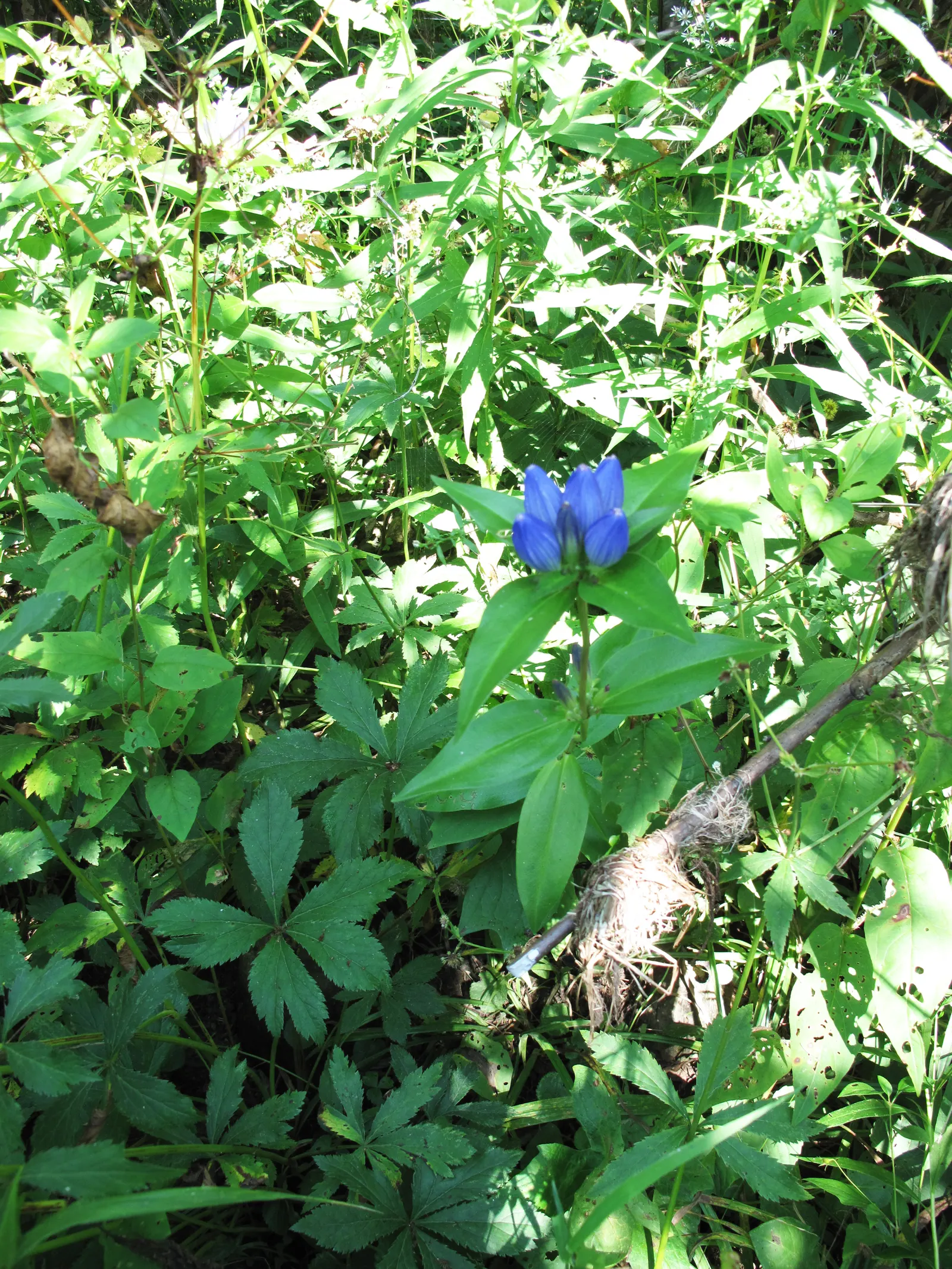 Bottle Gentian (Gentiana Andrewsii) — each about 1 to 2 inches long