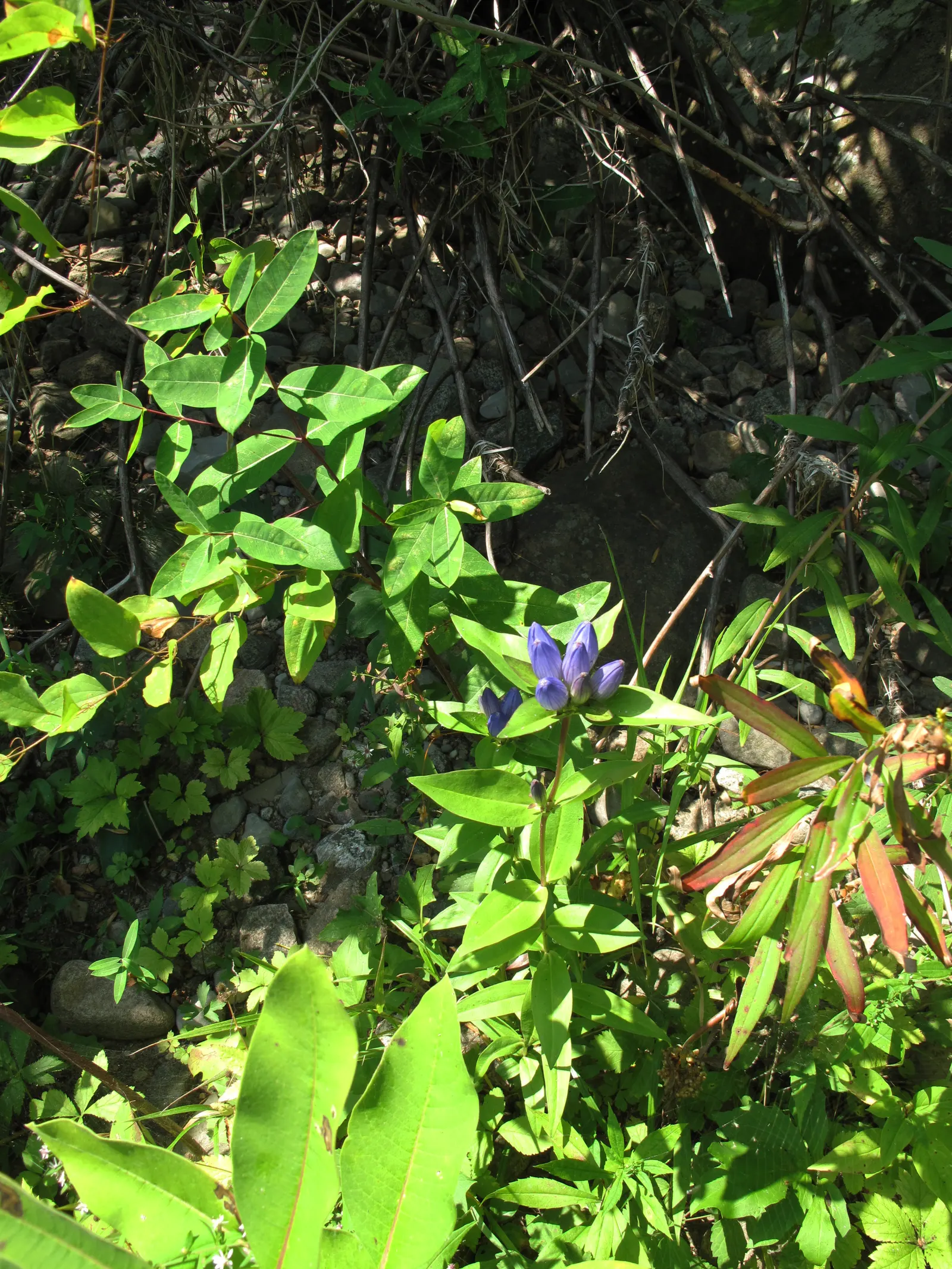 Bottle Gentian (Gentiana Andrewsii) — It exhibits a lush clump of ovate to lance-shaped leaves; this perennial native to North America flourishes in hardiness
