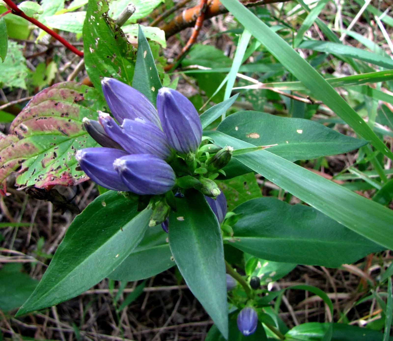 Bottle Gentian (Gentiana Andrewsii) — Ideal for woodland gardens, it provides a striking color accent and textural contrast; make their grand, image 58
