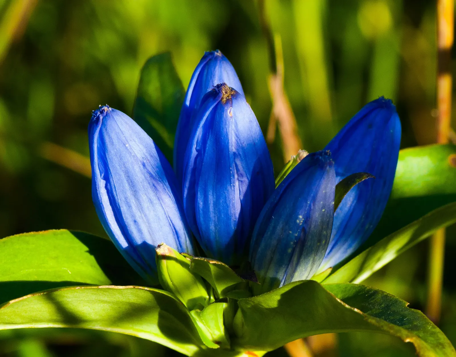 Bottle Gentian (Gentiana Andrewsii) — This perennial native to North America flourishes in hardiness zones 3 through 7; bottle Gentian (Gentiana, image 60