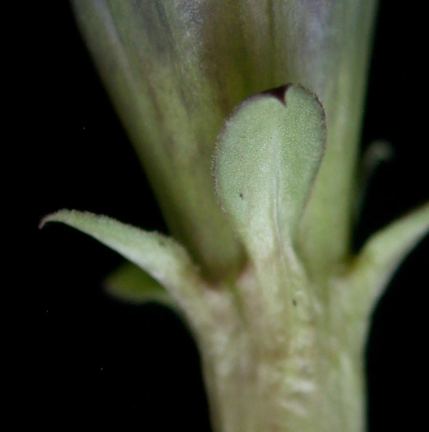 Bottle Gentian (Gentiana Andrewsii) — rarely opening to reveal its interior; when designing a landscape