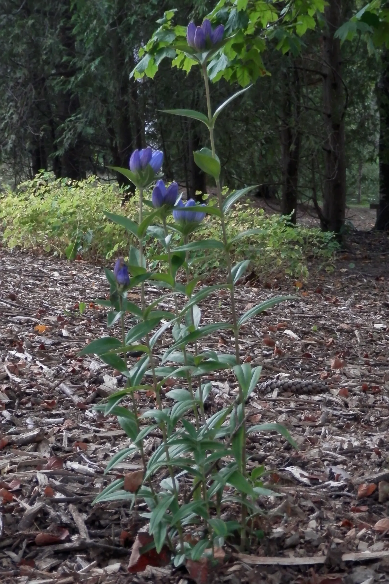 Bottle Gentian (Gentiana Andrewsii) — make their grand appearance in late summer to early autumn; typically reaching a modest height of 1 to 2 feet, image 65