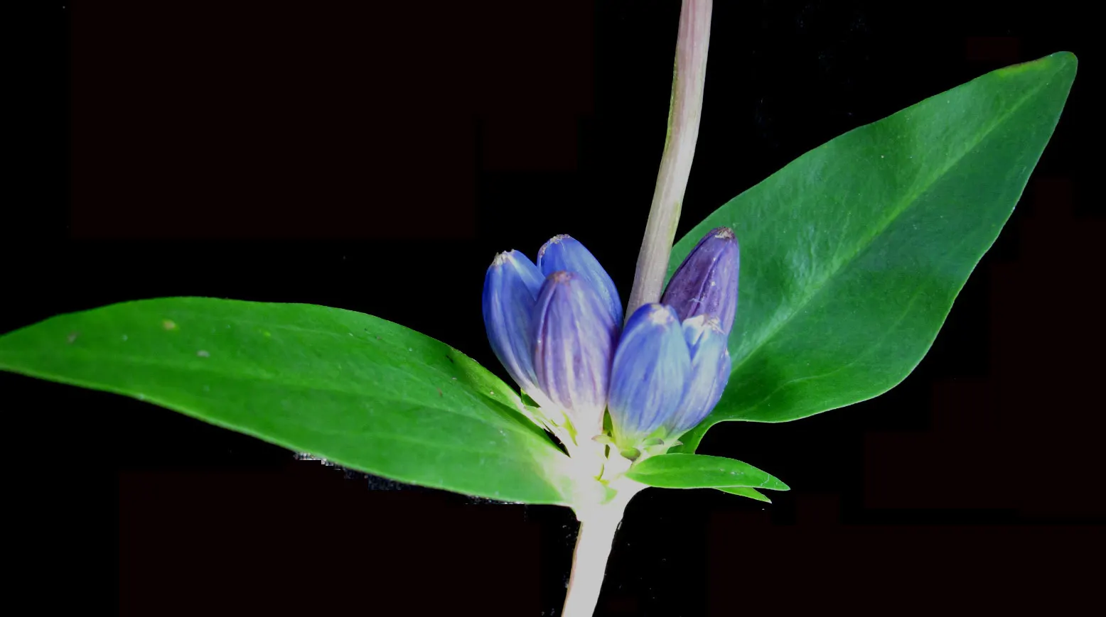 Bottle Gentian (Gentiana Andrewsii) — make their grand appearance in late summer to early autumn; typically reaching a modest height of 1 to 2 feet with a