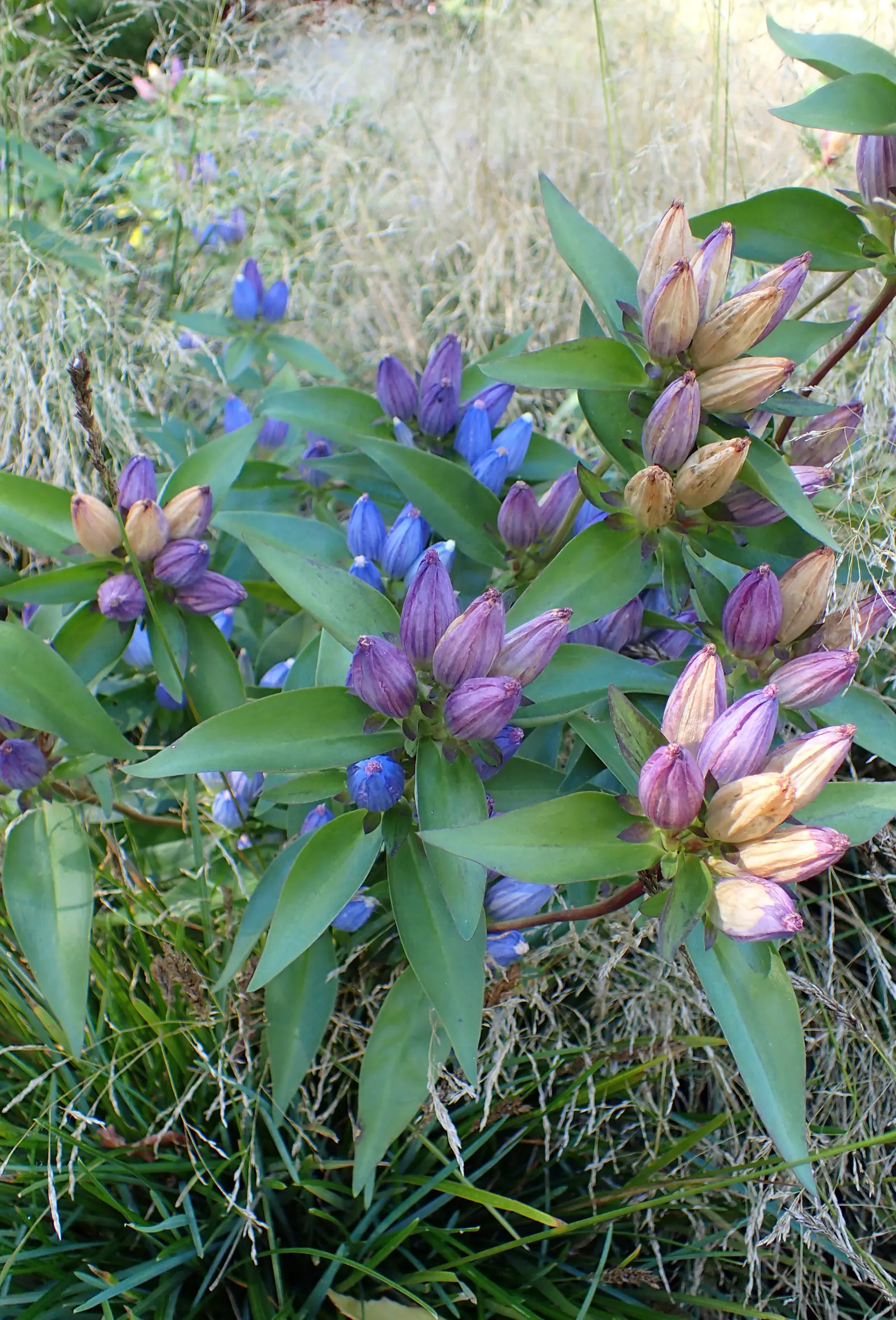 Bottle Gentian (Gentiana Andrewsii) — This low-maintenance plant reaches 1-2 feet in height and blooms late summer through fall