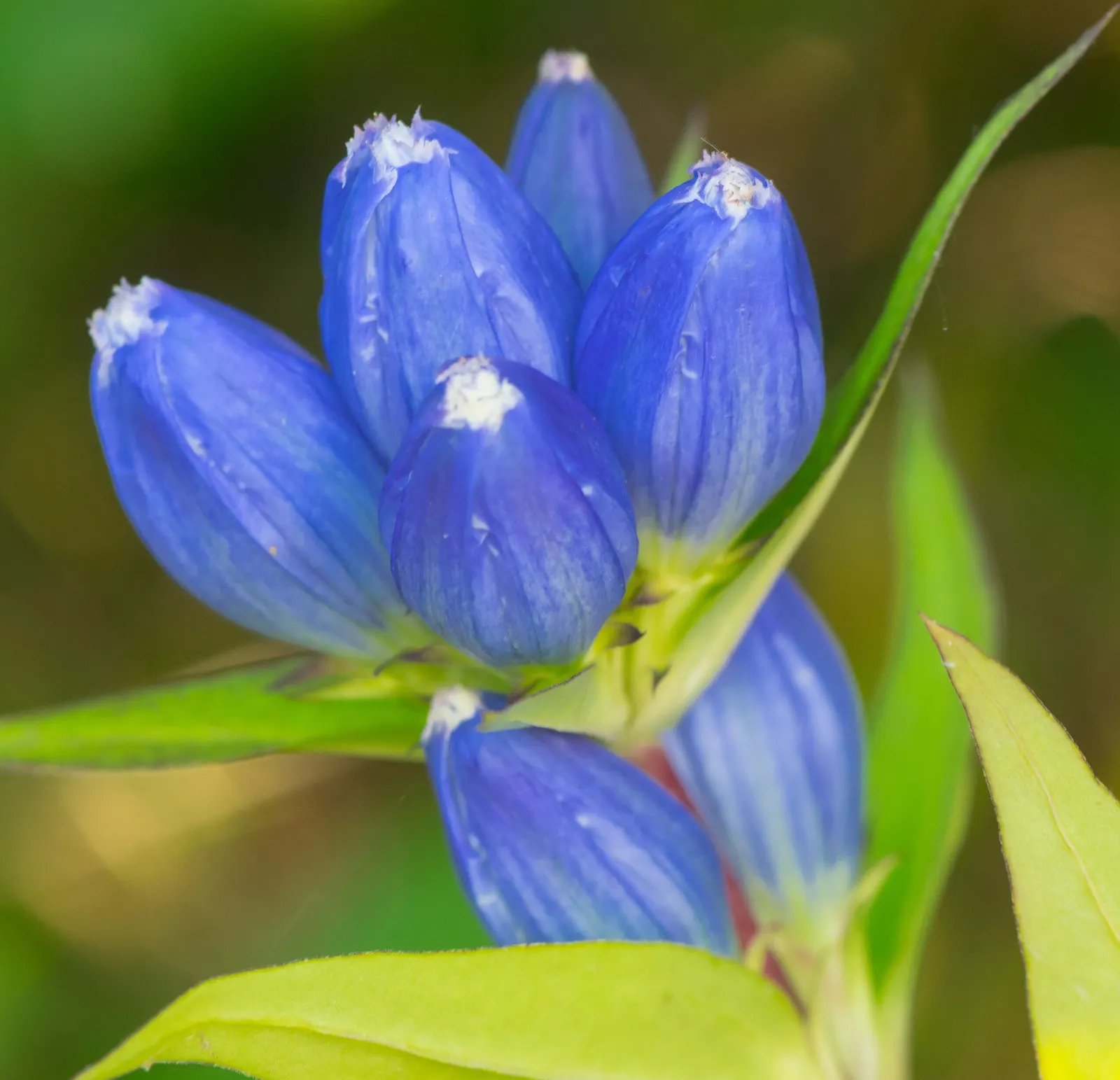 Bottle Gentian (Gentiana Andrewsii) — typically reaching a modest height of 1 to 2 feet with a similar spread