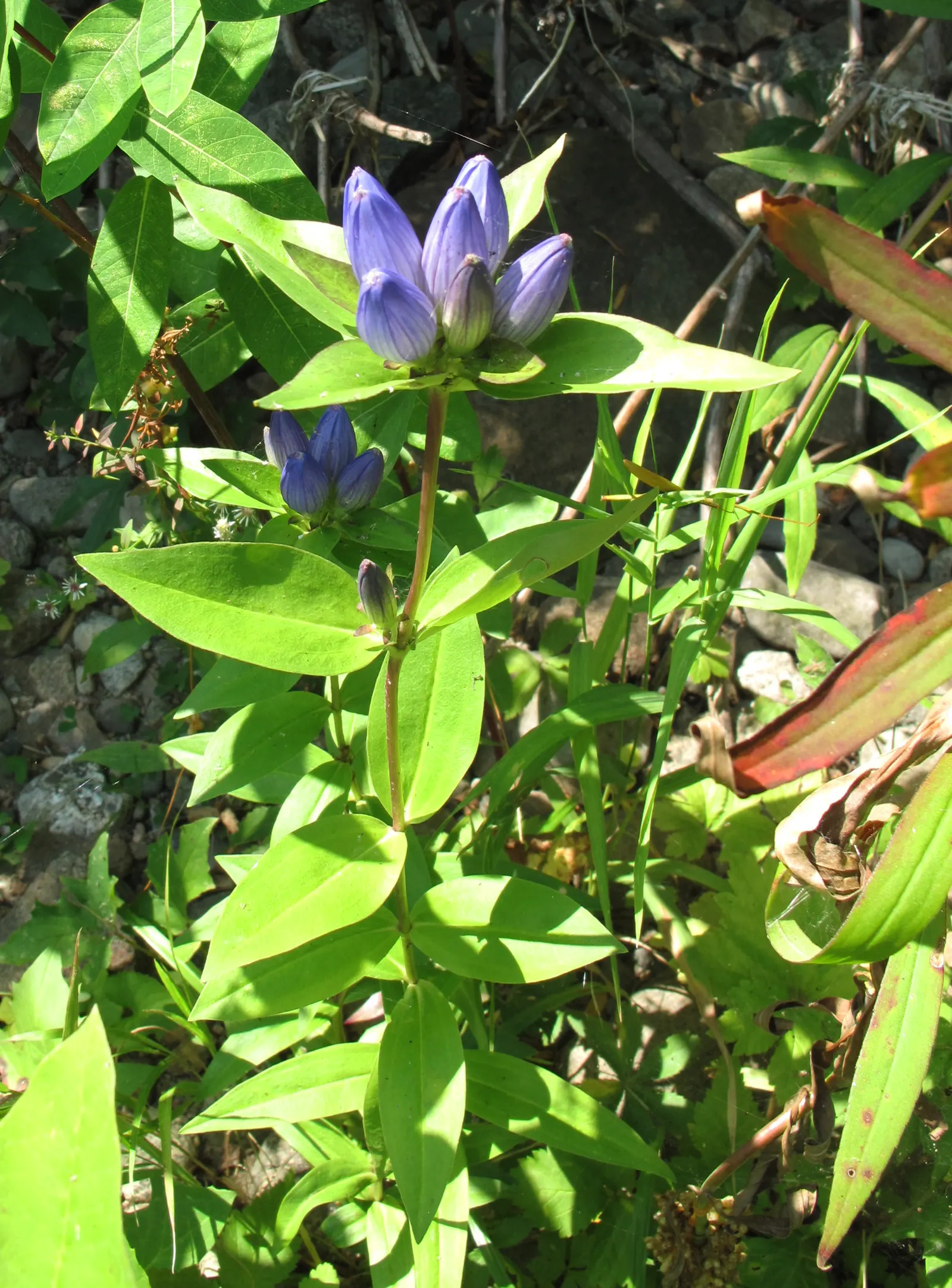 Bottle Gentian (Gentiana Andrewsii) — This low-maintenance plant reaches 1-2 feet in height and blooms late summer through fall; ideal for woodland gardens, it