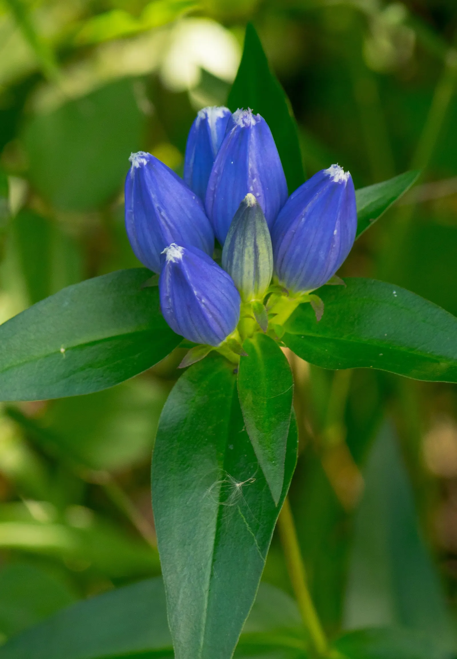 Bottle Gentian (Gentiana Andrewsii) — This perennial native to North America flourishes in hardiness zones 3 through 7