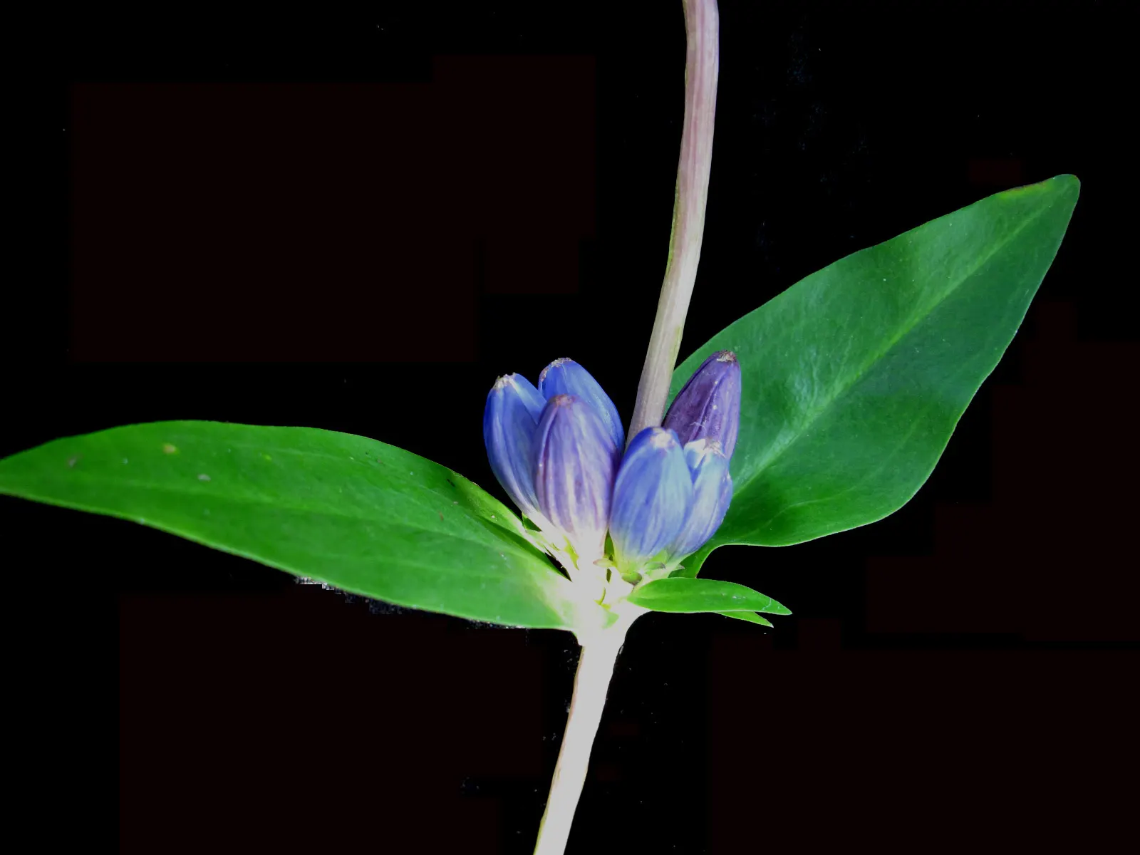 Bottle Gentian (Gentiana Andrewsii) — especially in periods of drought; the Bottle Gentian, or Gentiana andrewsii, presents the landscape with a unique floral