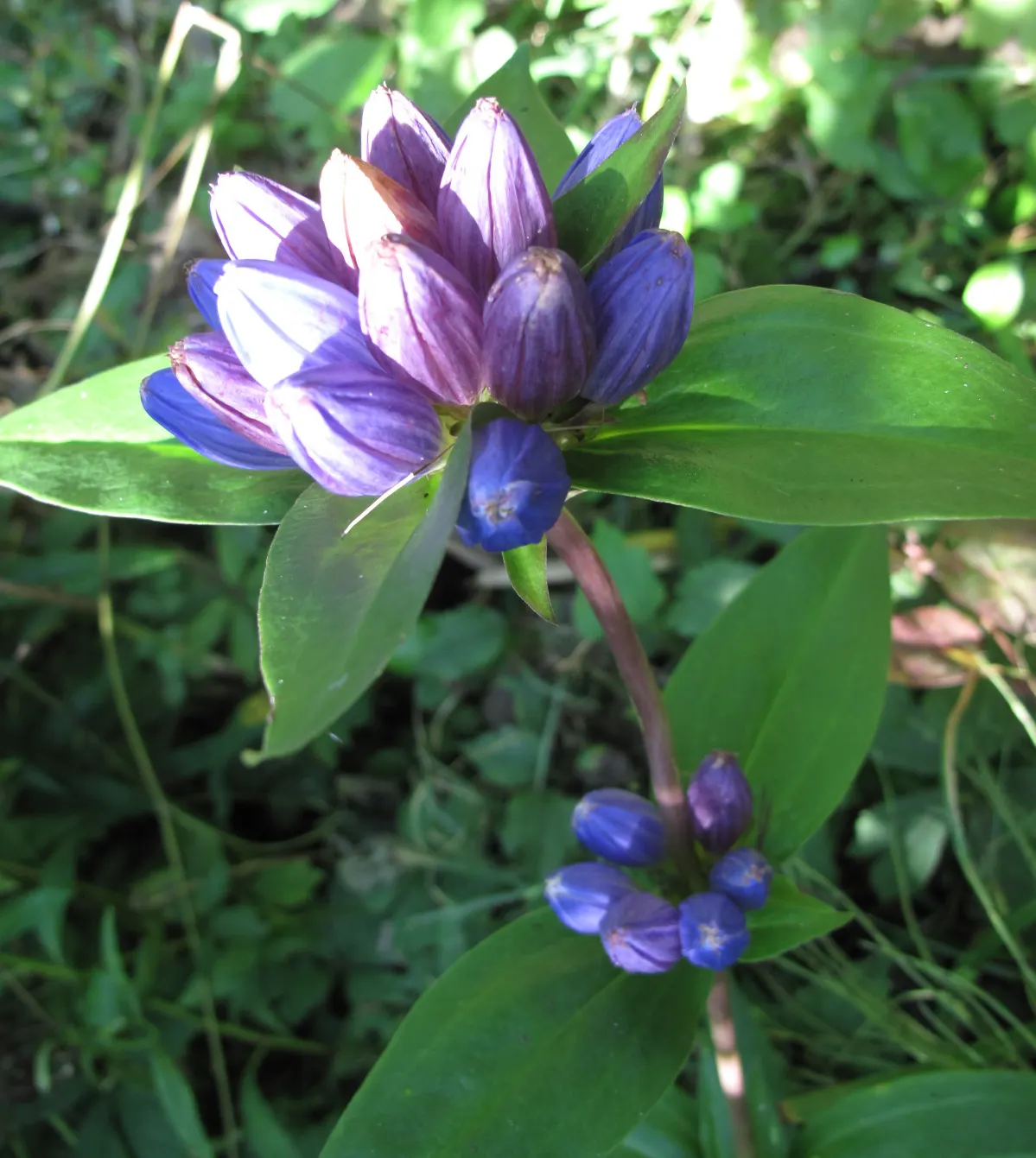 Bottle Gentian (Gentiana Andrewsii) — When designing a landscape