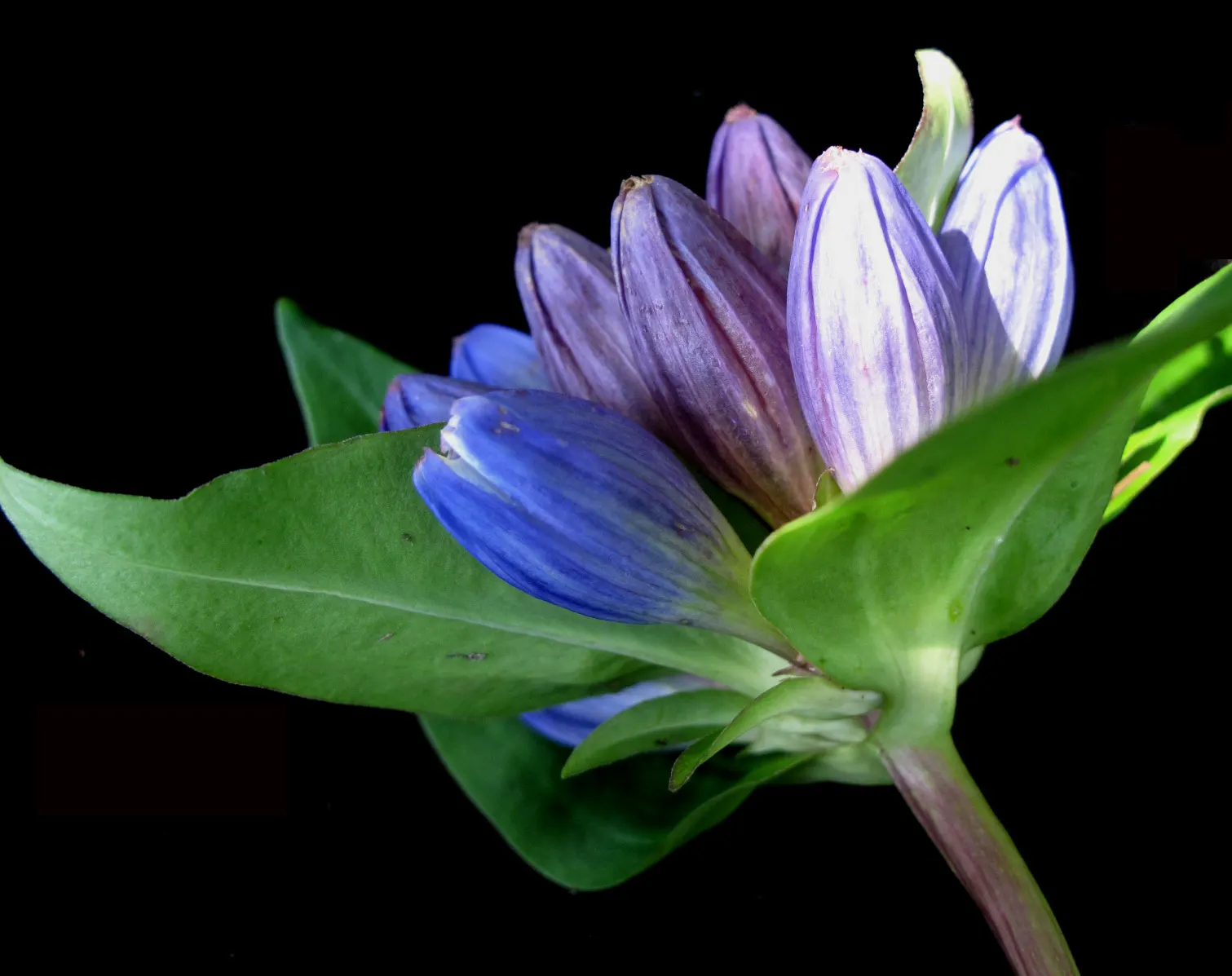 Bottle Gentian (Gentiana Andrewsii) — each about 1 to 2 inches long; rarely opening to reveal its interior, image 64