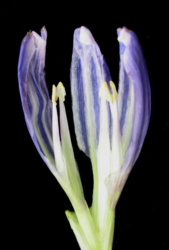 Bottle Gentian (Gentiana Andrewsii) — closed bloom resembling a deep blue to purple bottle; deep blue to purplish flowers, image 54