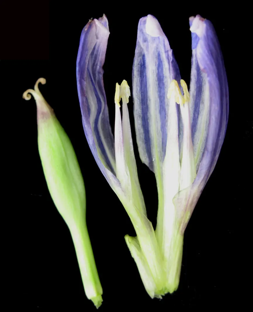Bottle Gentian (Gentiana Andrewsii) — rarely opening to reveal its interior; when designing a landscape, image 55