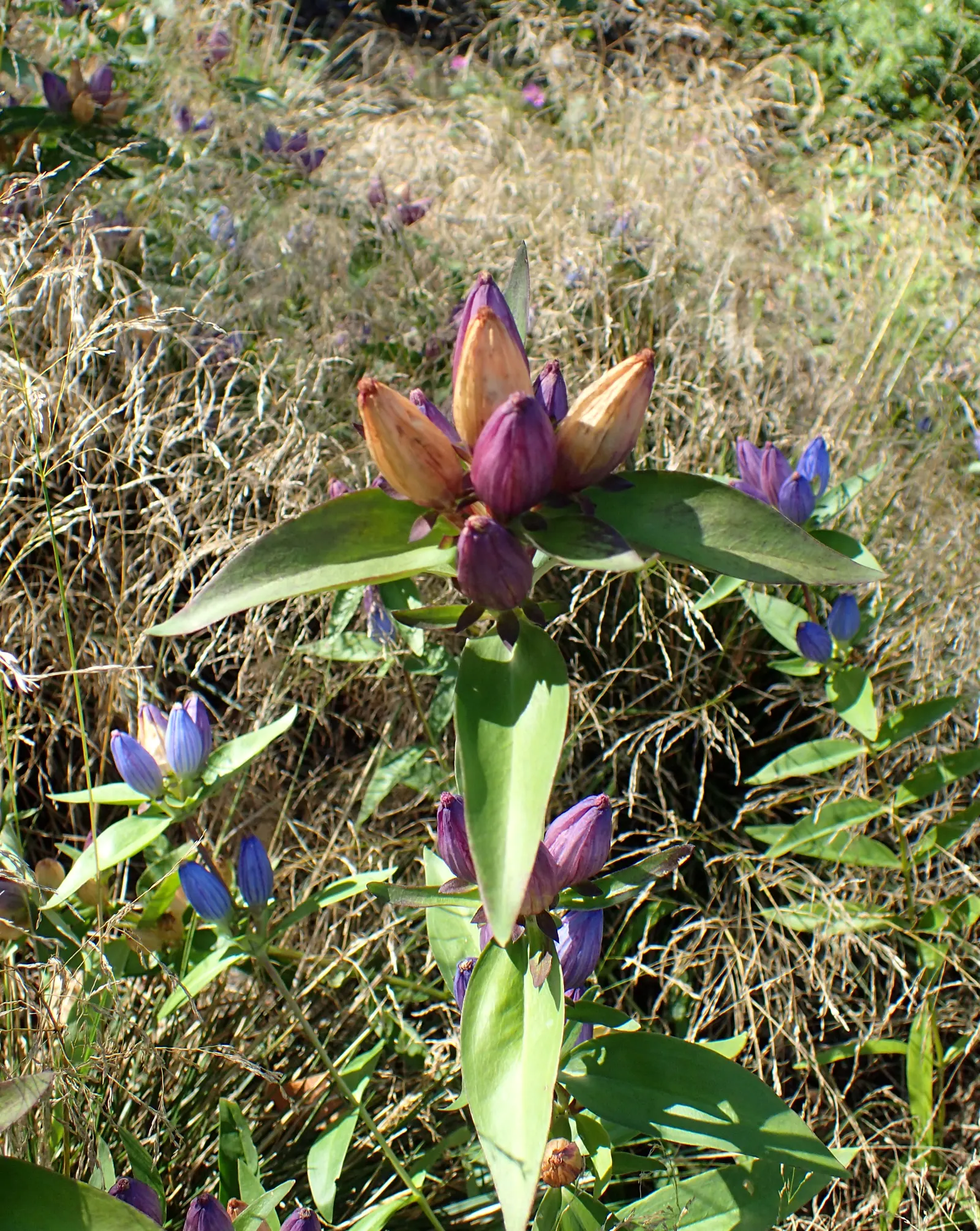Bottle Gentian (Gentiana Andrewsii) — make their grand appearance in late summer to early autumn
