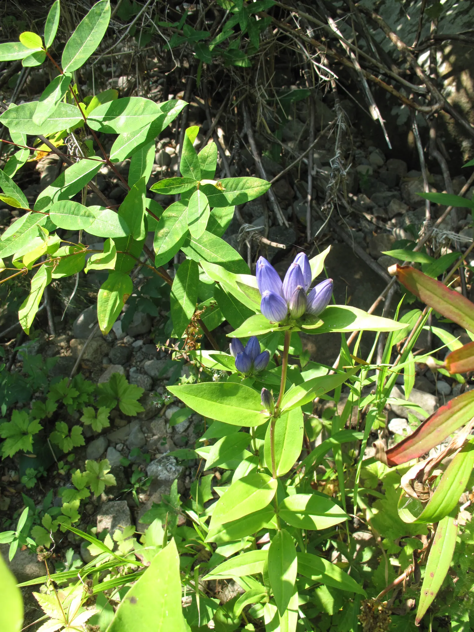 Bottle Gentian (Gentiana Andrewsii) — perennial with blue blooms