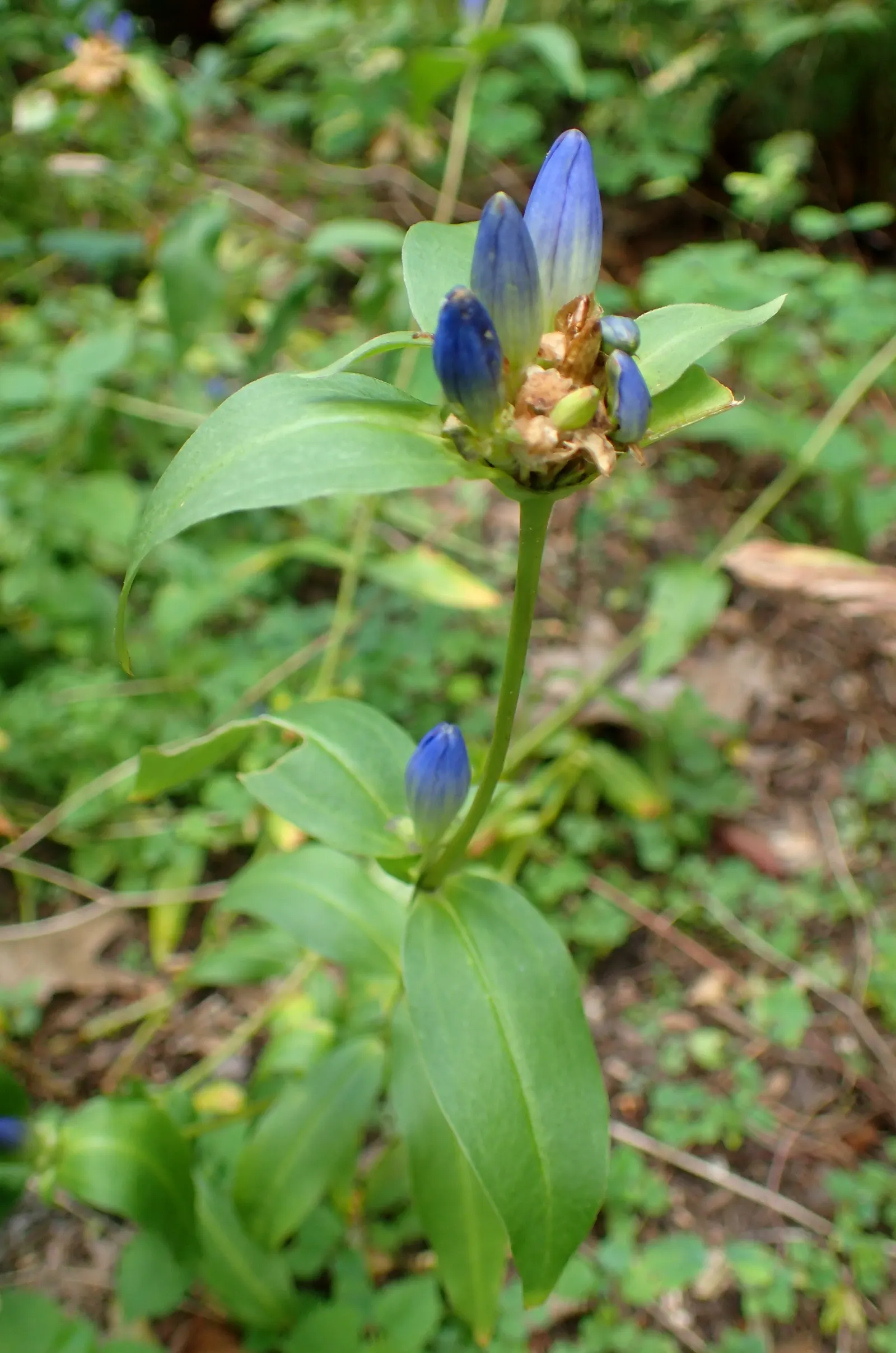 Bottle Gentian (Gentiana Andrewsii) — well-drained soil and prefers partial shade