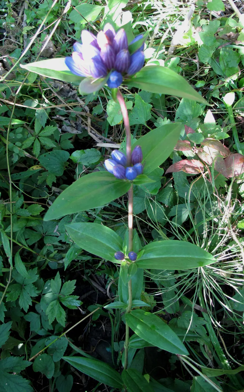 Bottle Gentian (Gentiana Andrewsii) — The Bottle Gentian, or Gentiana andrewsii, presents the landscape with a unique floral spectacle; especially, image 59