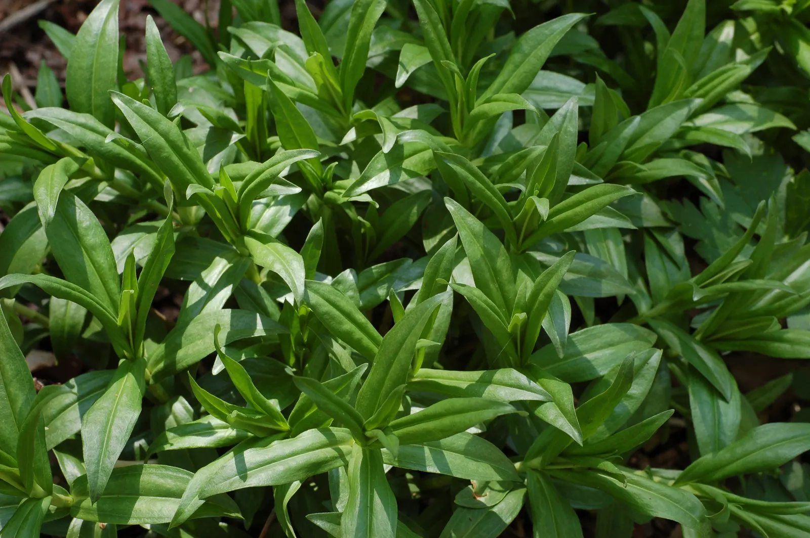 Bottle Gentian (Gentiana Andrewsii) — typically reaching a modest height of 1 to 2 feet with a similar spread; well-drained soil and prefers, image 62