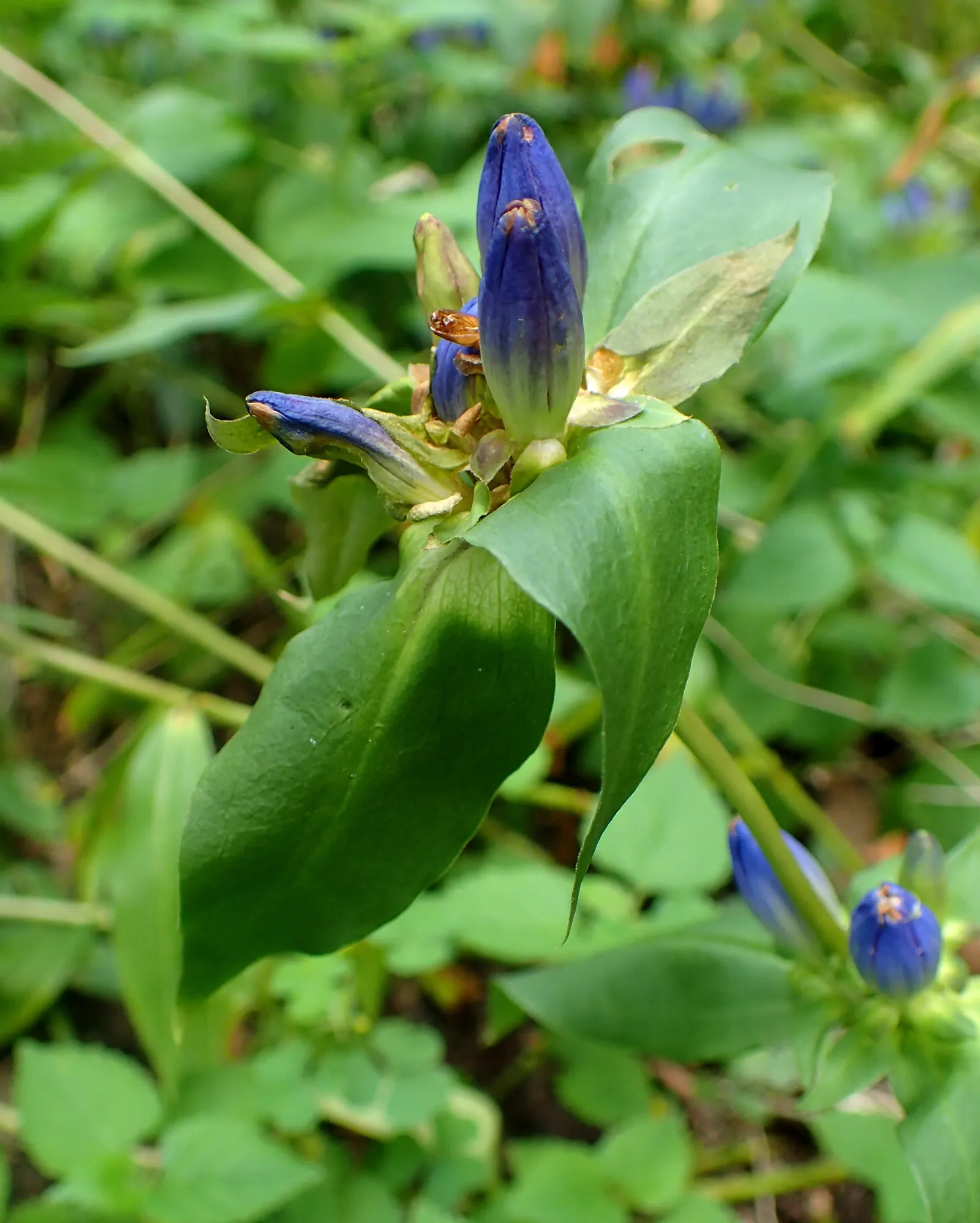 Bottle Gentian (Gentiana Andrewsii) — It's also not favored by deer, making it an excellent option for gardens in areas with high deer activity