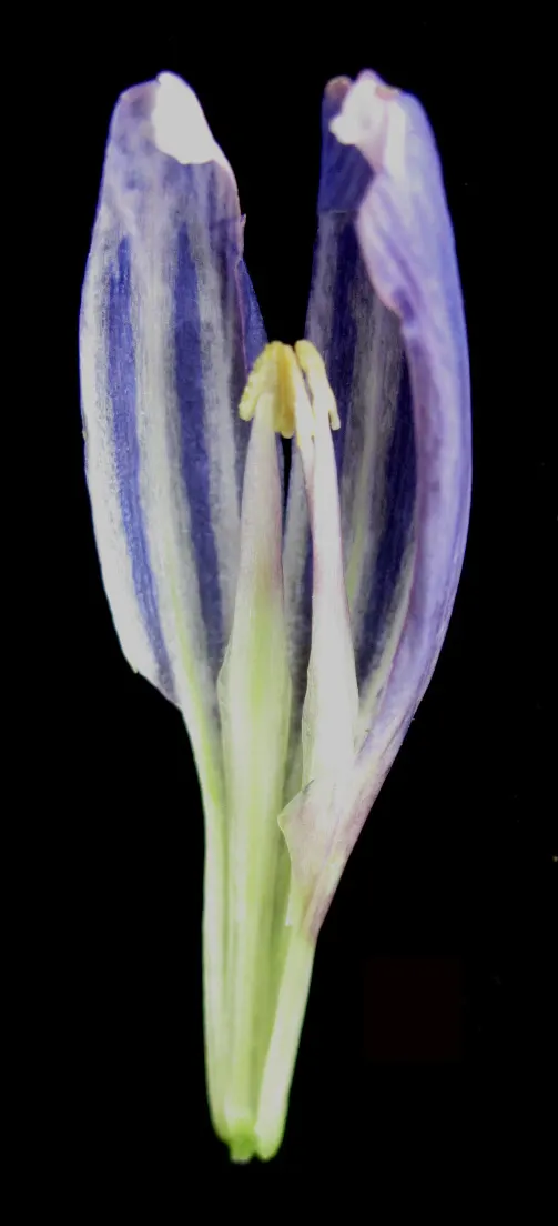 Bottle Gentian (Gentiana Andrewsii) — its non-aggressive stature and slow growth habit make it an excellent companion to other native perennials