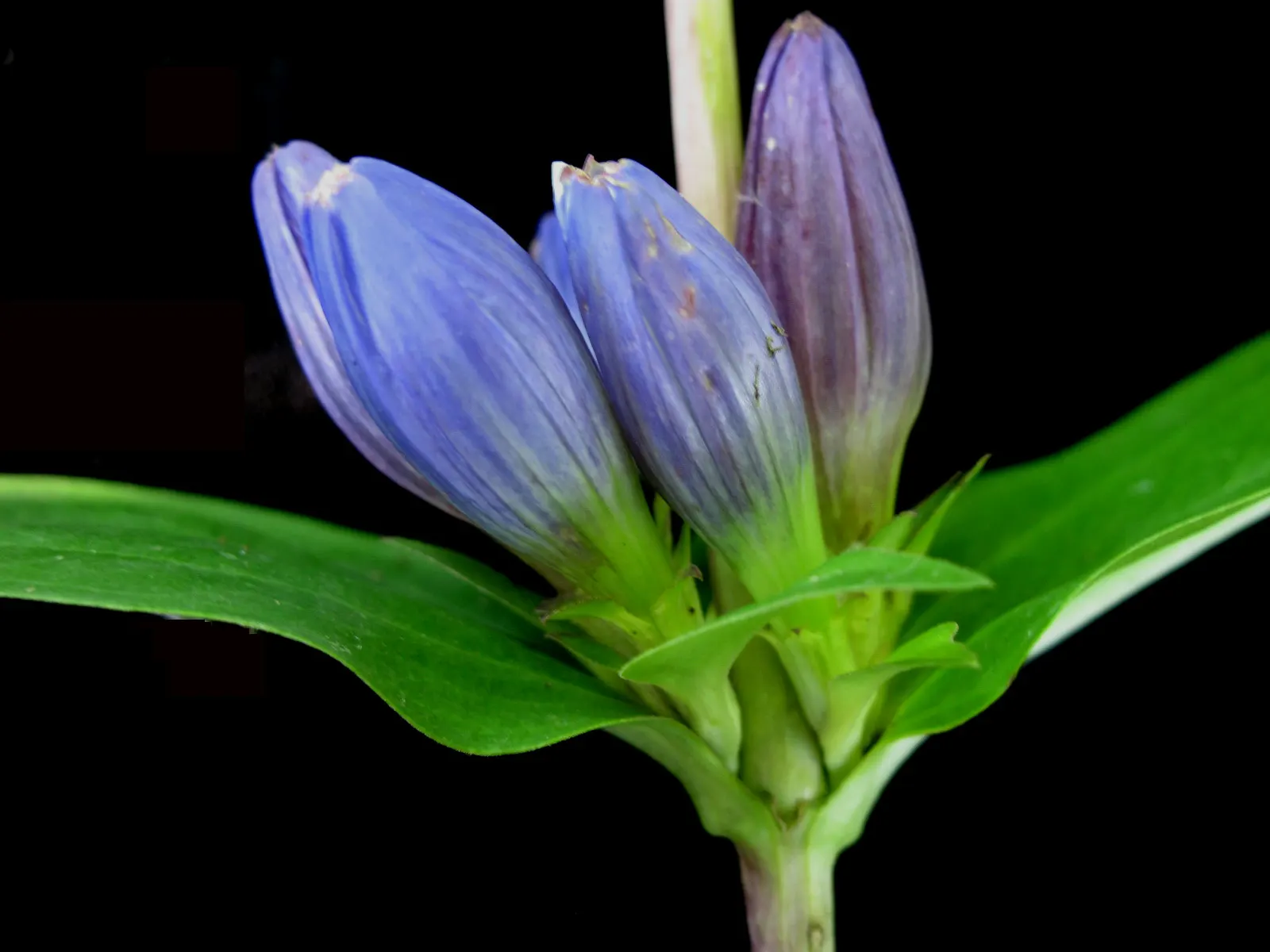 Bottle Gentian (Gentiana Andrewsii) — to keep the Bottle Gentian flourishing.<br><br>Ideal as an accent plant or for naturalized areas; an ideal choice for