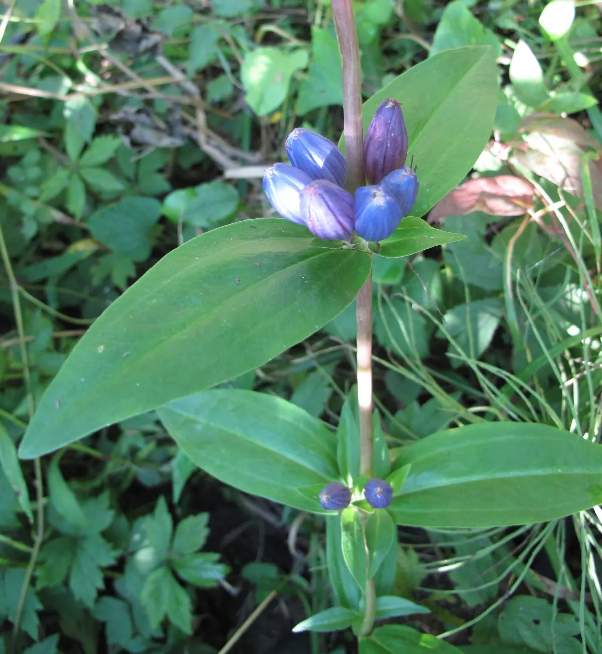 Bottle Gentian (Gentiana Andrewsii) — The Bottle Gentian, or Gentiana andrewsii, presents the landscape with a unique floral spectacle