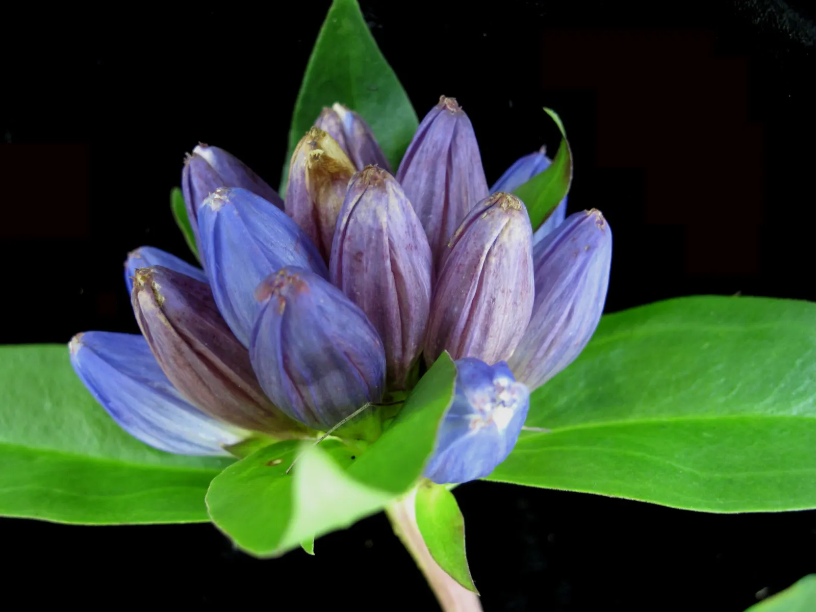 Bottle Gentian (Gentiana Andrewsii) — well-drained soil and prefers partial shade; blue flowers in the garden