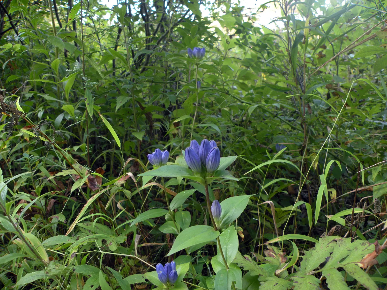 Bottle Gentian (Gentiana Andrewsii) — offering a refined touch of vibrancy and resilient character