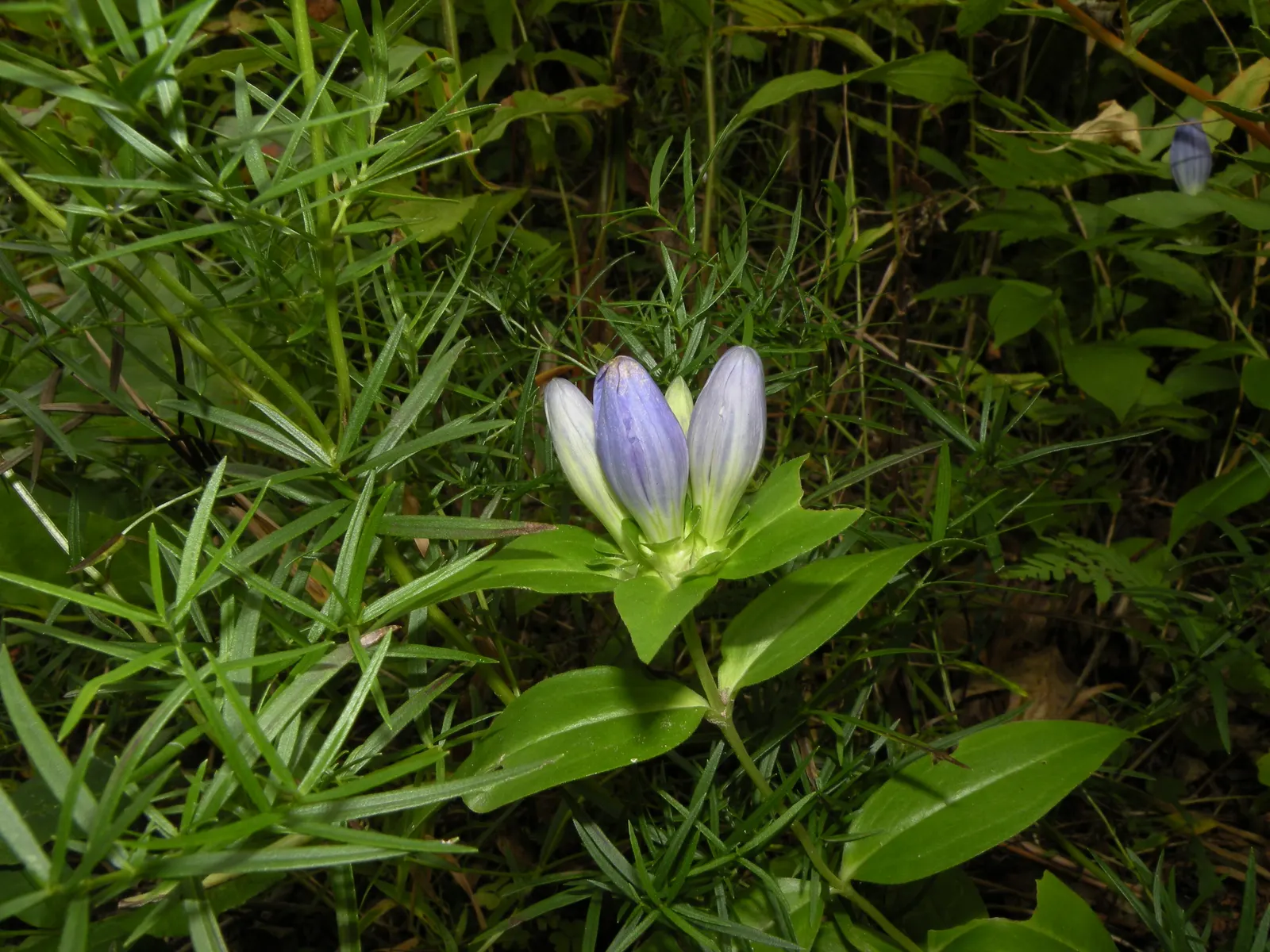 Bottle Gentian (Gentiana Andrewsii) — perennial with blue blooms; although it can tolerate full sun in cooler climates